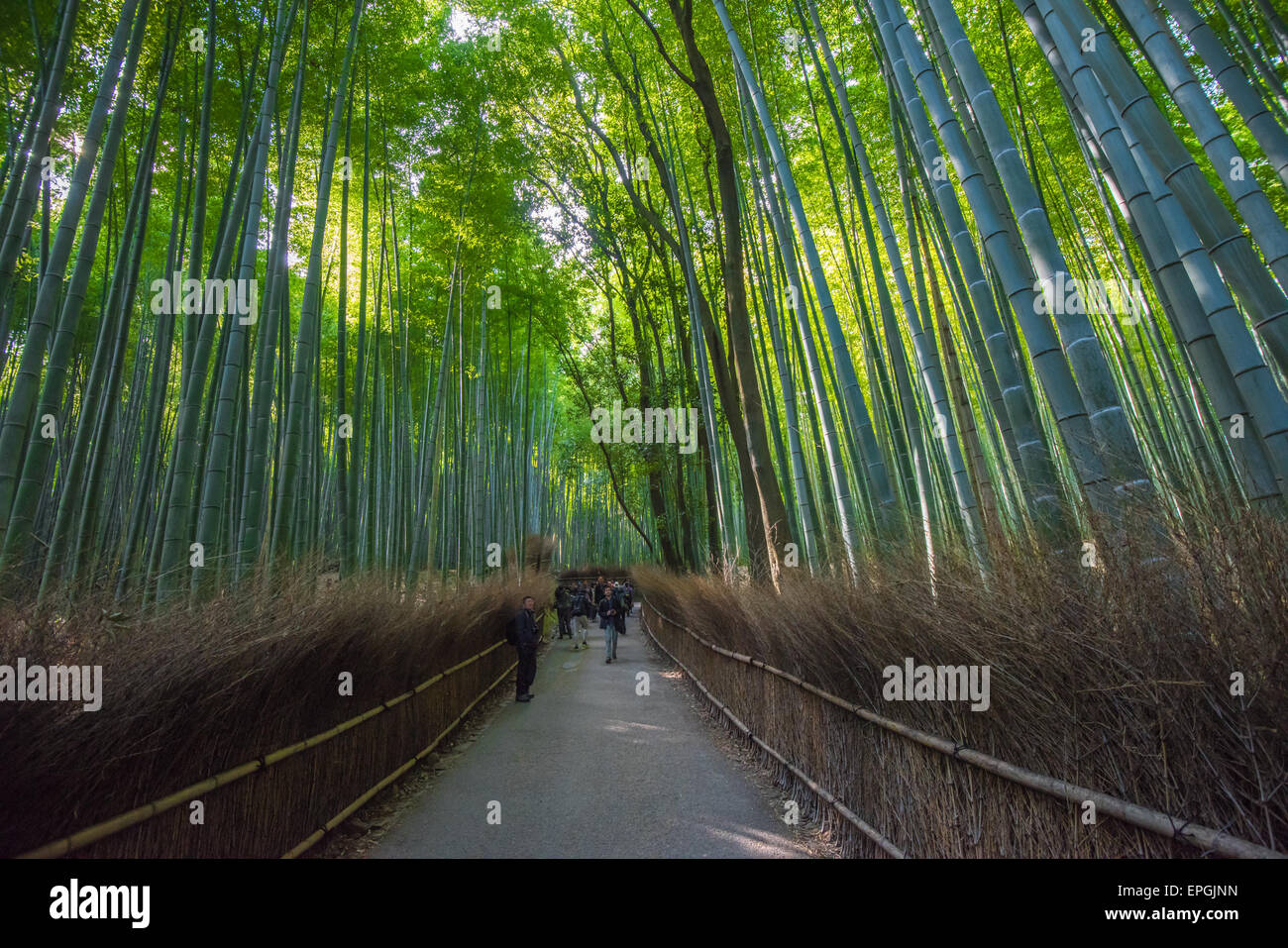 Bamboo grove dans de Arashiyama, Kyoto, Japon Banque D'Images
