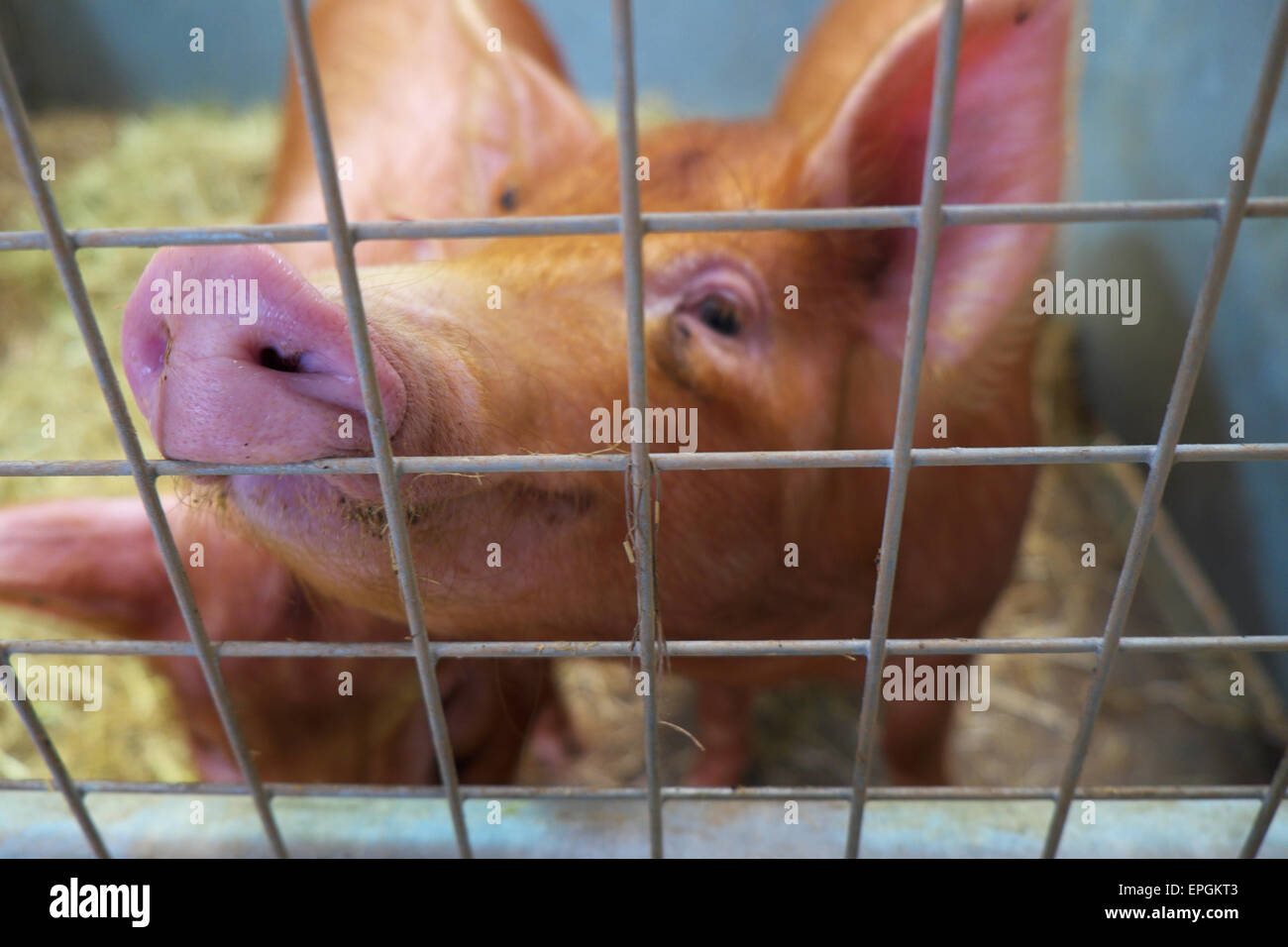 Porc Tamworth dans un enclos UK Banque D'Images Porc Tamworth dans un enclos UK Banque D'Images
