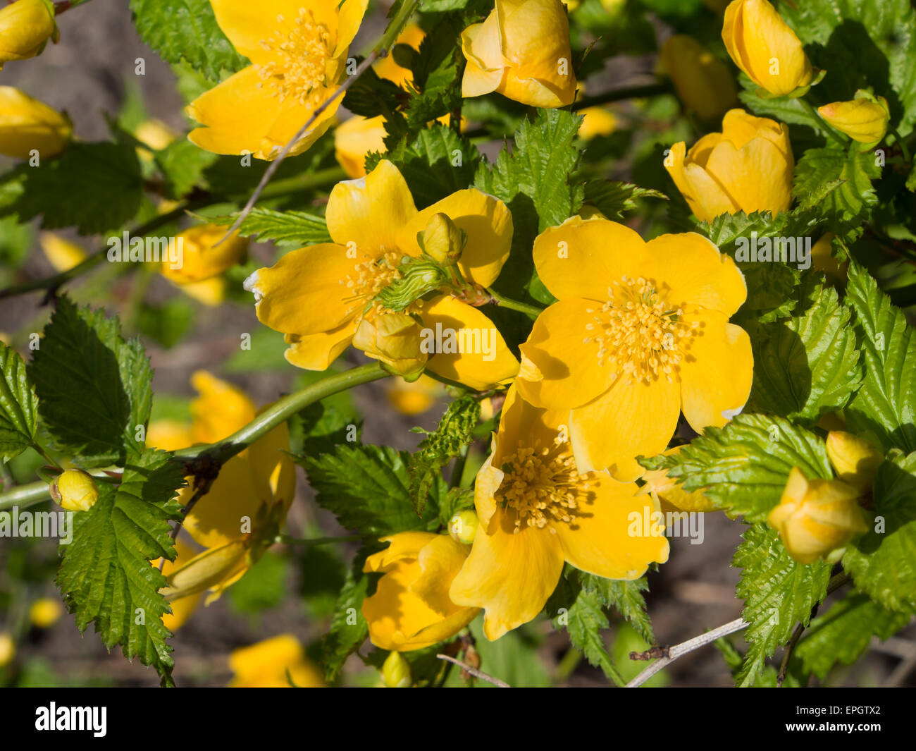 Buisson de fleur jaune Banque de photographies et d'images à haute  résolution - Alamy