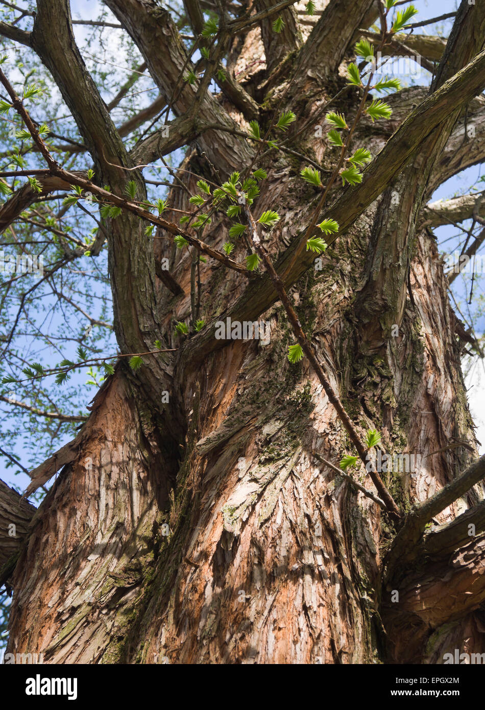 Dawn Redwood, Metasequoia glyptostroboides, tronc d'arbre des branches et les jeunes feuilles au printemps, le jardin botanique d'Oslo Norvège Banque D'Images