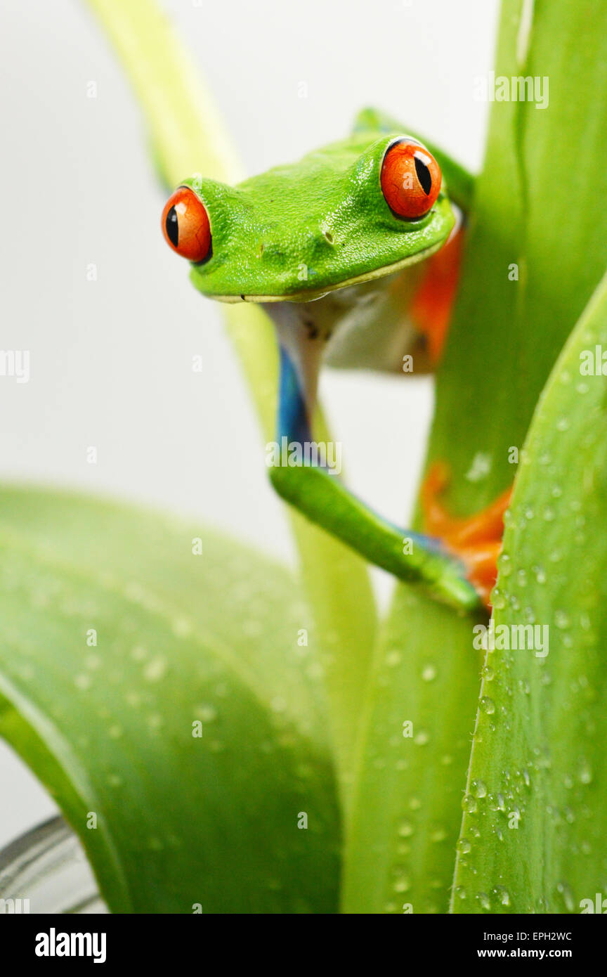 Les yeux rouges(grenouille agalychnis callidryas) Banque D'Images