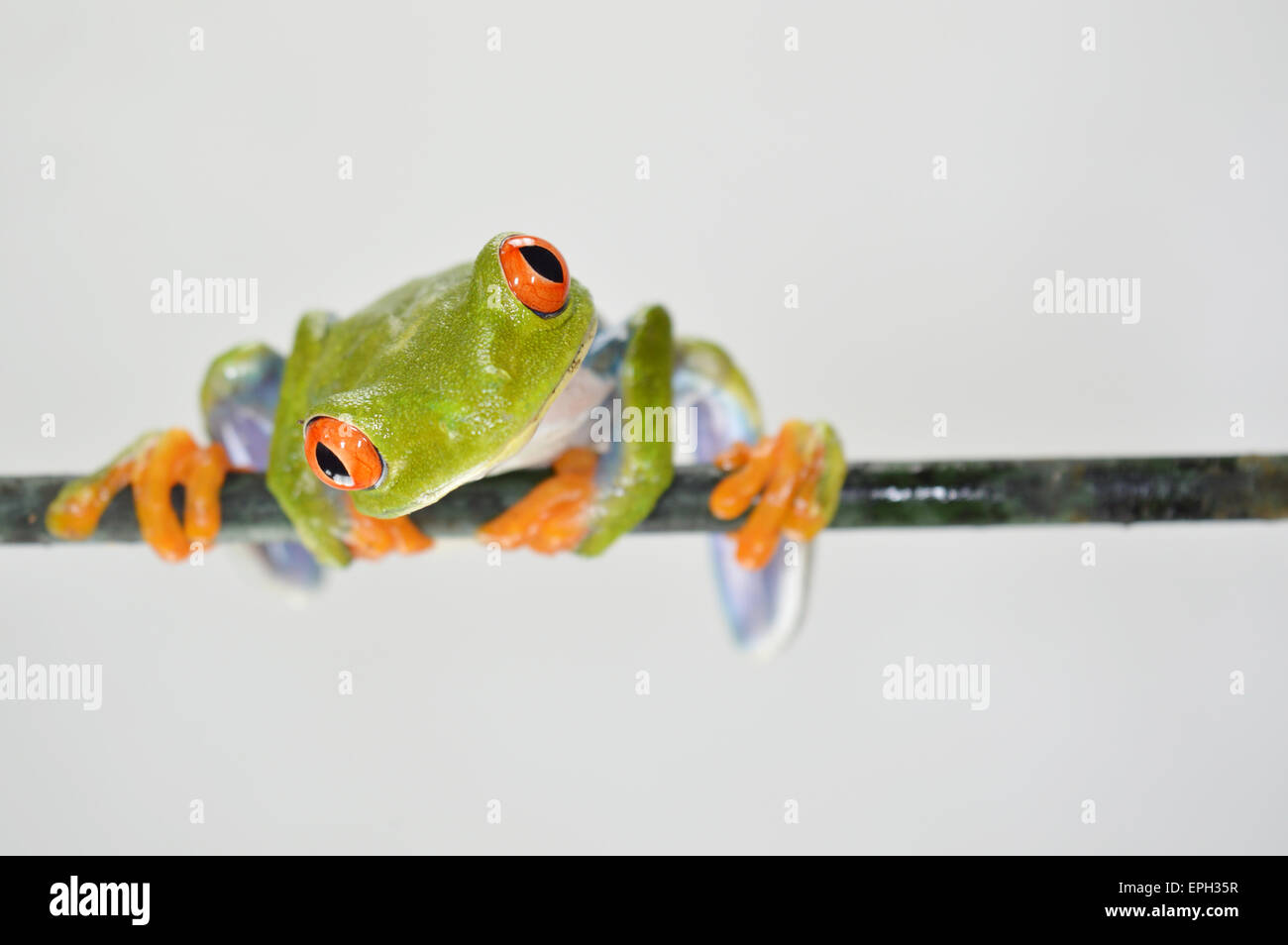 Les yeux rouges(grenouille agalychnis callidryas) Banque D'Images