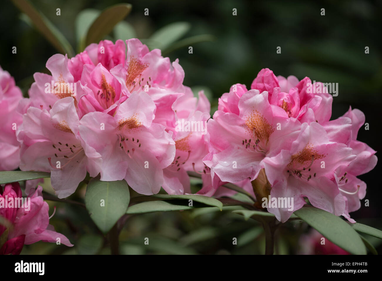 Rose fleurs Rhododendron scirpe riche Banque D'Images