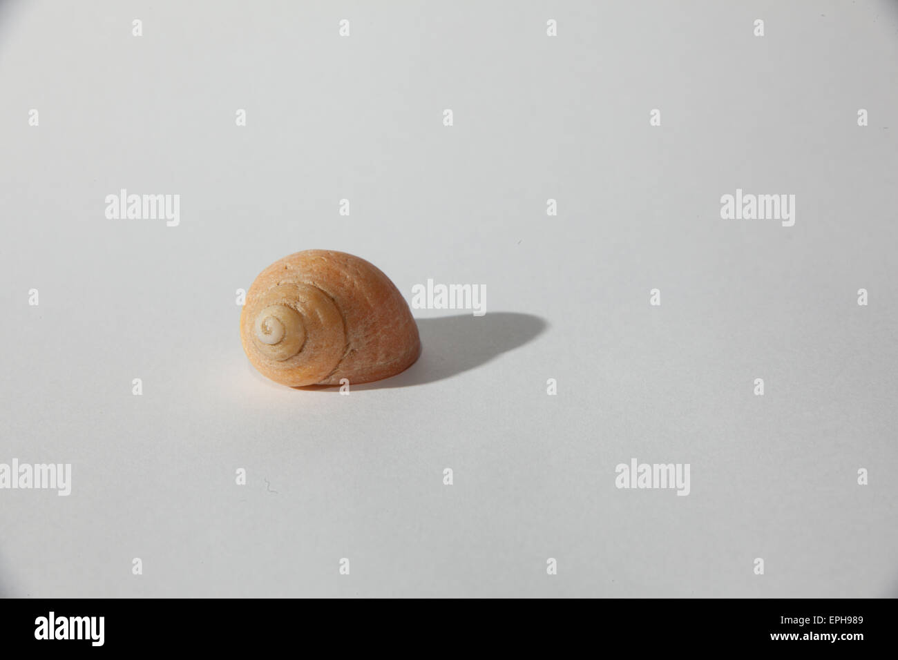 Shot shell sur un fond blanc Banque D'Images