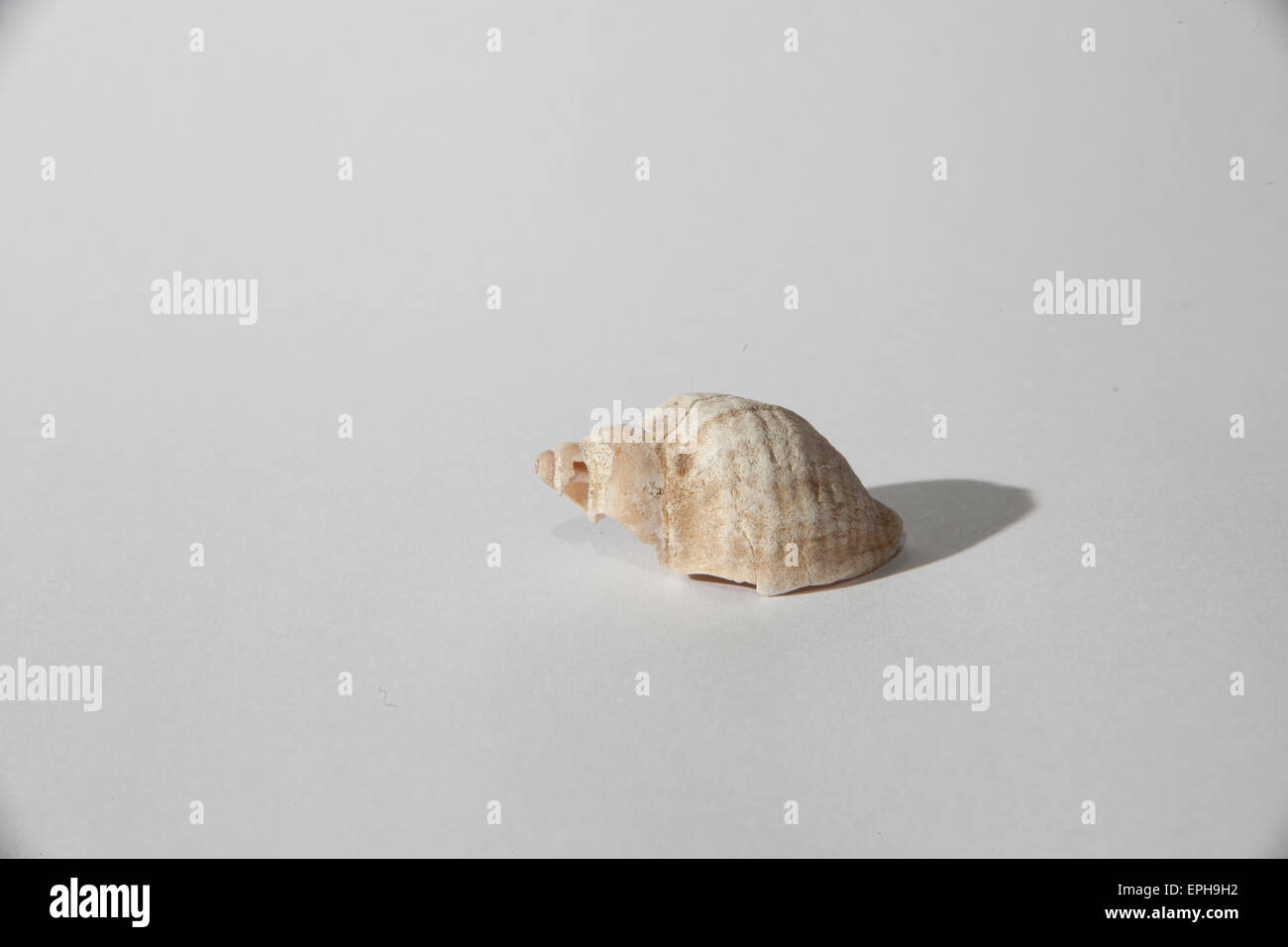 Shot shell sur un fond blanc Banque D'Images