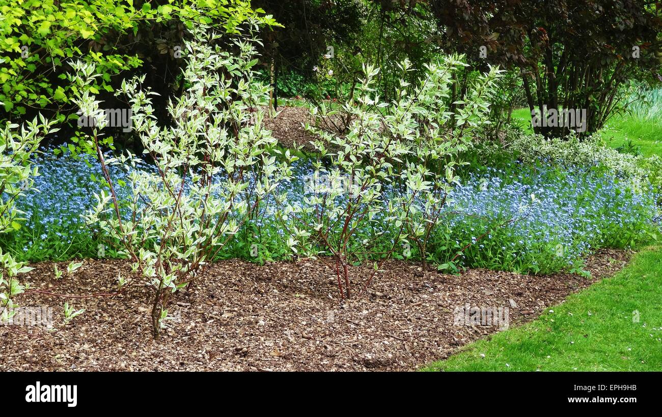 Verdure jardin plantes arbres woodland Banque D'Images