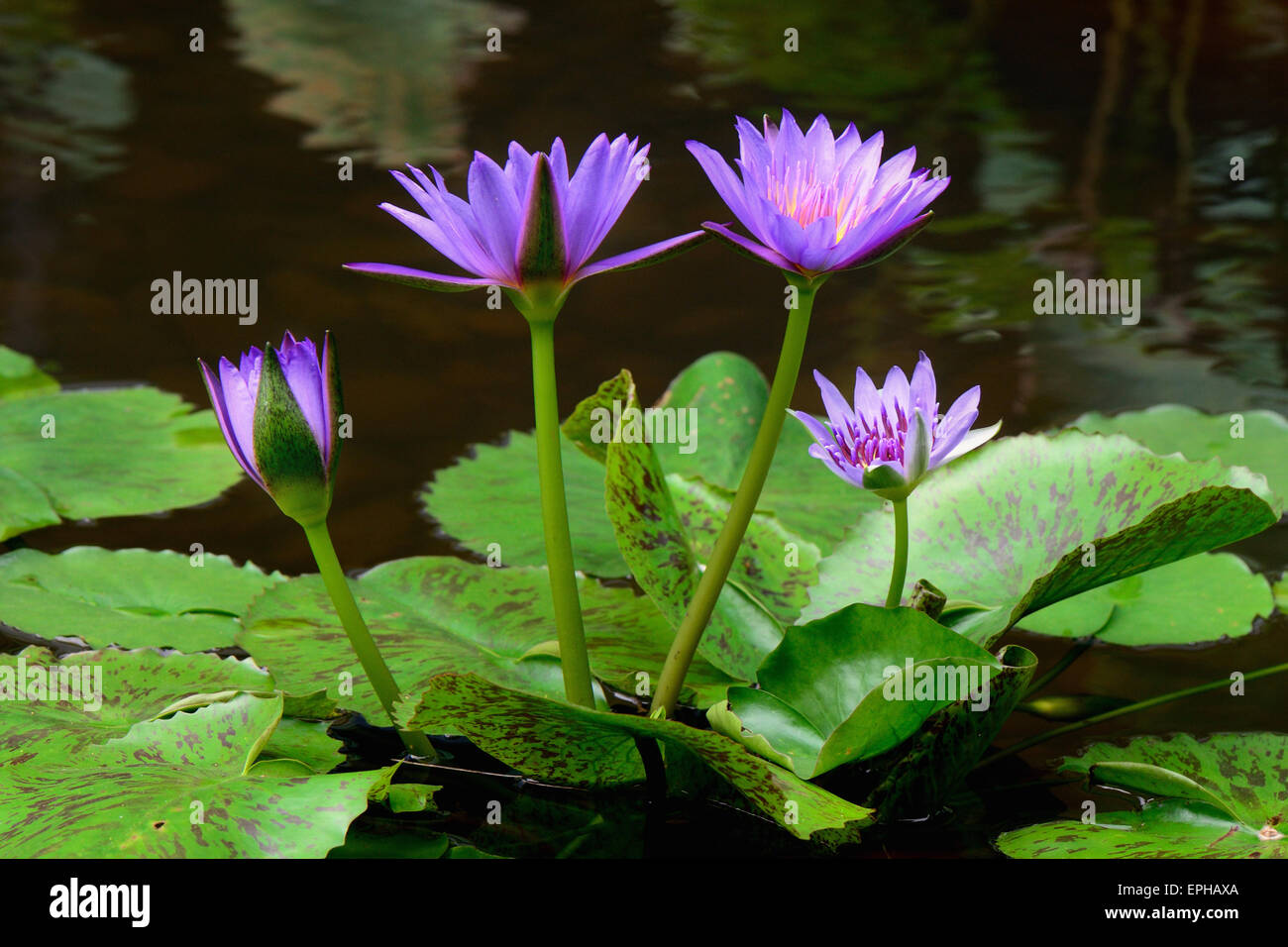 Water Lily close up dans l'étang avec feuille verte Banque D'Images