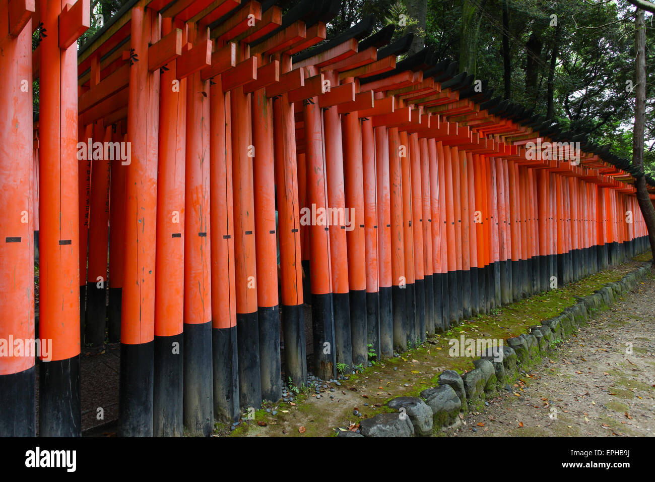 Torii gates à Fushimi Inari-Taish culte à Kyoto au Japon Banque D'Images