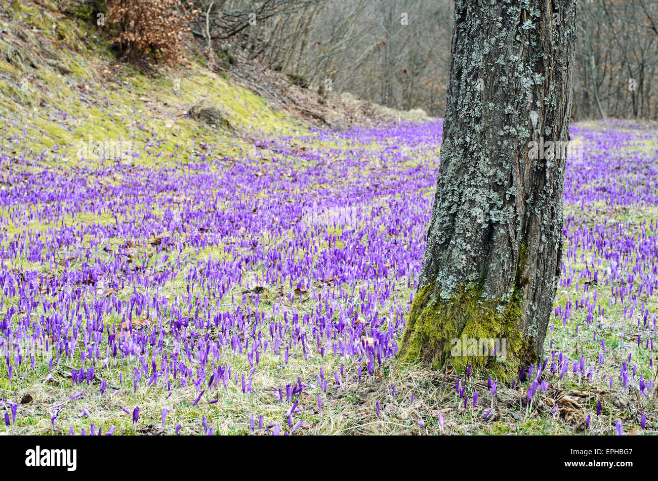 Terrain crocus mauve avec des parcelles d'herbe verte derrière un arbre moussu Banque D'Images