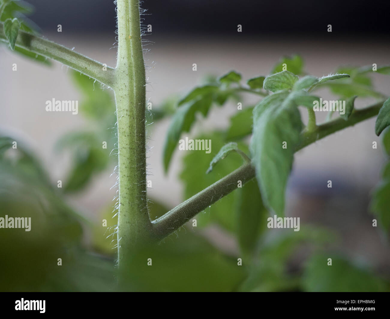 Tige de la plante de tomate Banque D'Images