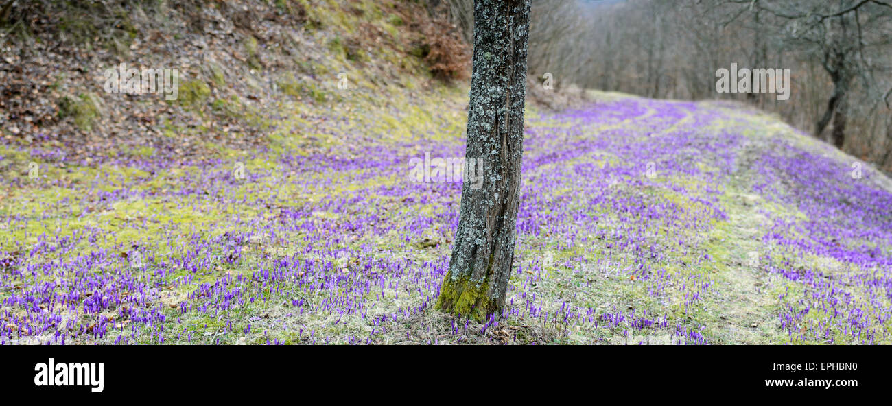 Purple crocus panoramique champ avec des parcelles d'herbe verte derrière un arbre moussu Banque D'Images