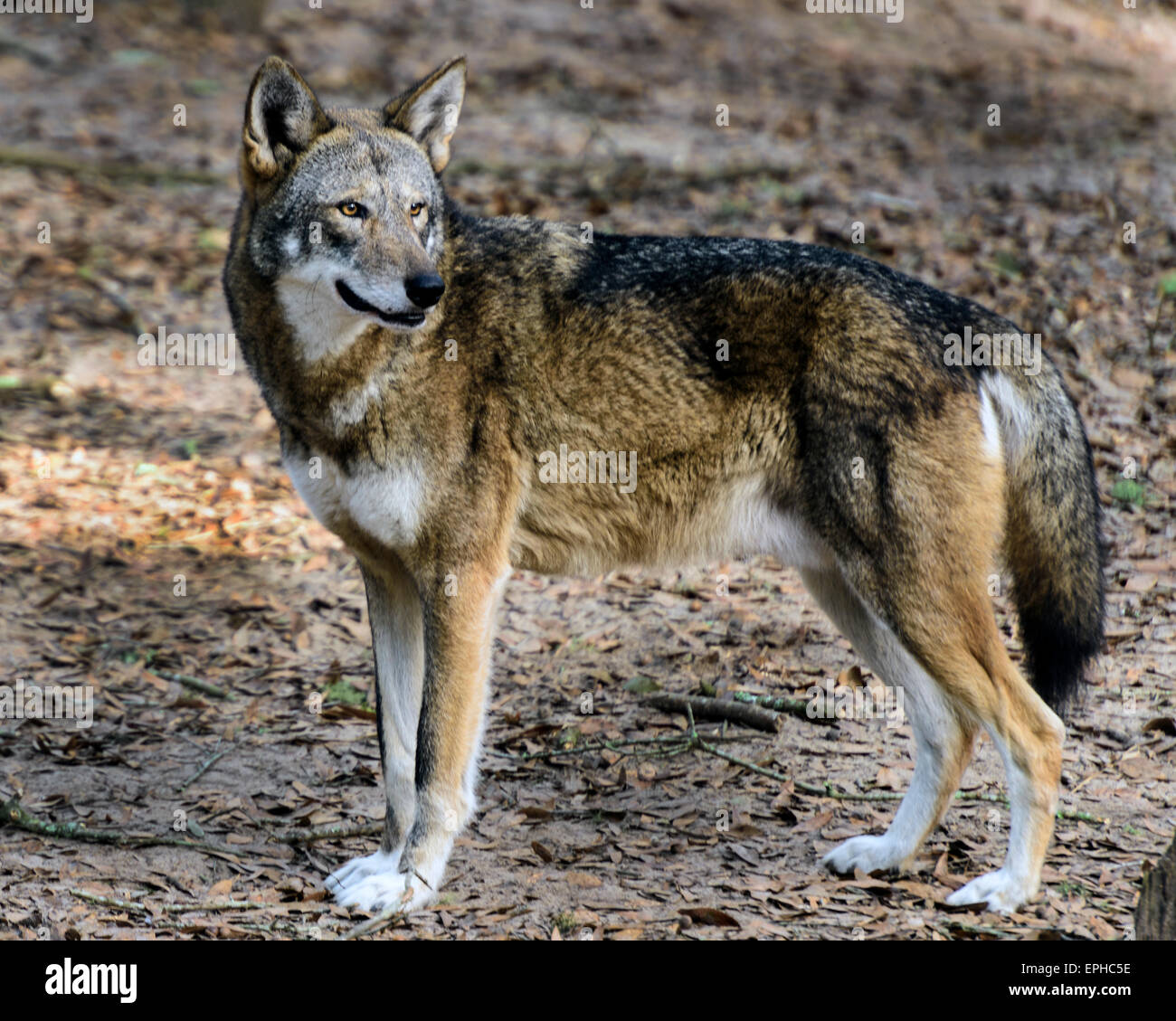 Loup-Rouge Banque D'Images