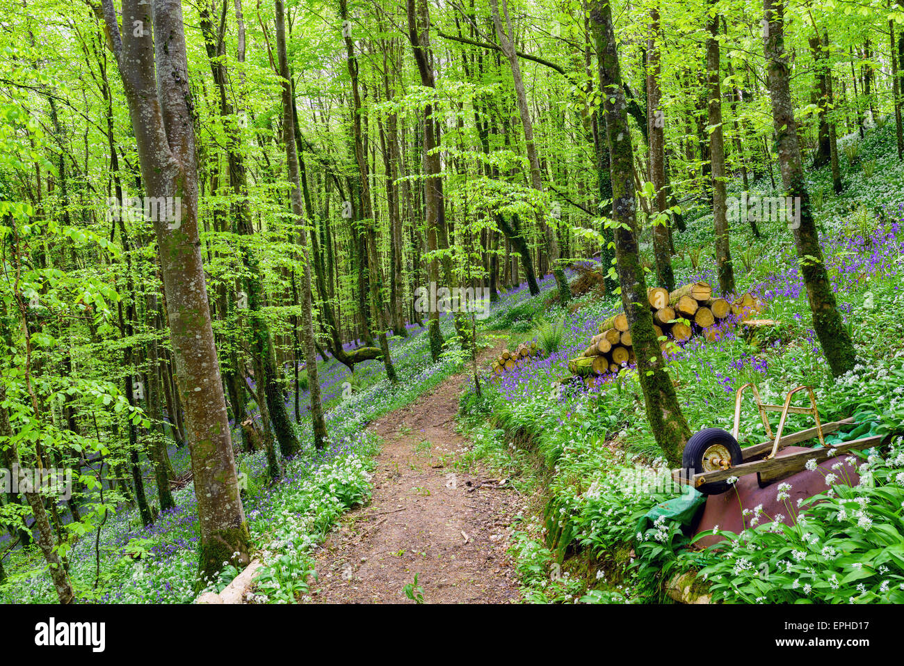 Chemin forestier bordé de printemps avec des fleurs sauvages et de jacinthes des bois à garalic à Cornwall Banque D'Images