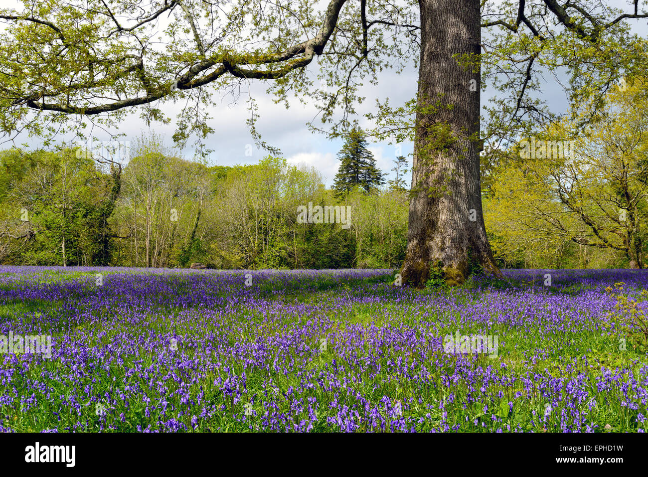 Une clairière de bluebells printemps sous un vieux chêne à Cornwall Banque D'Images