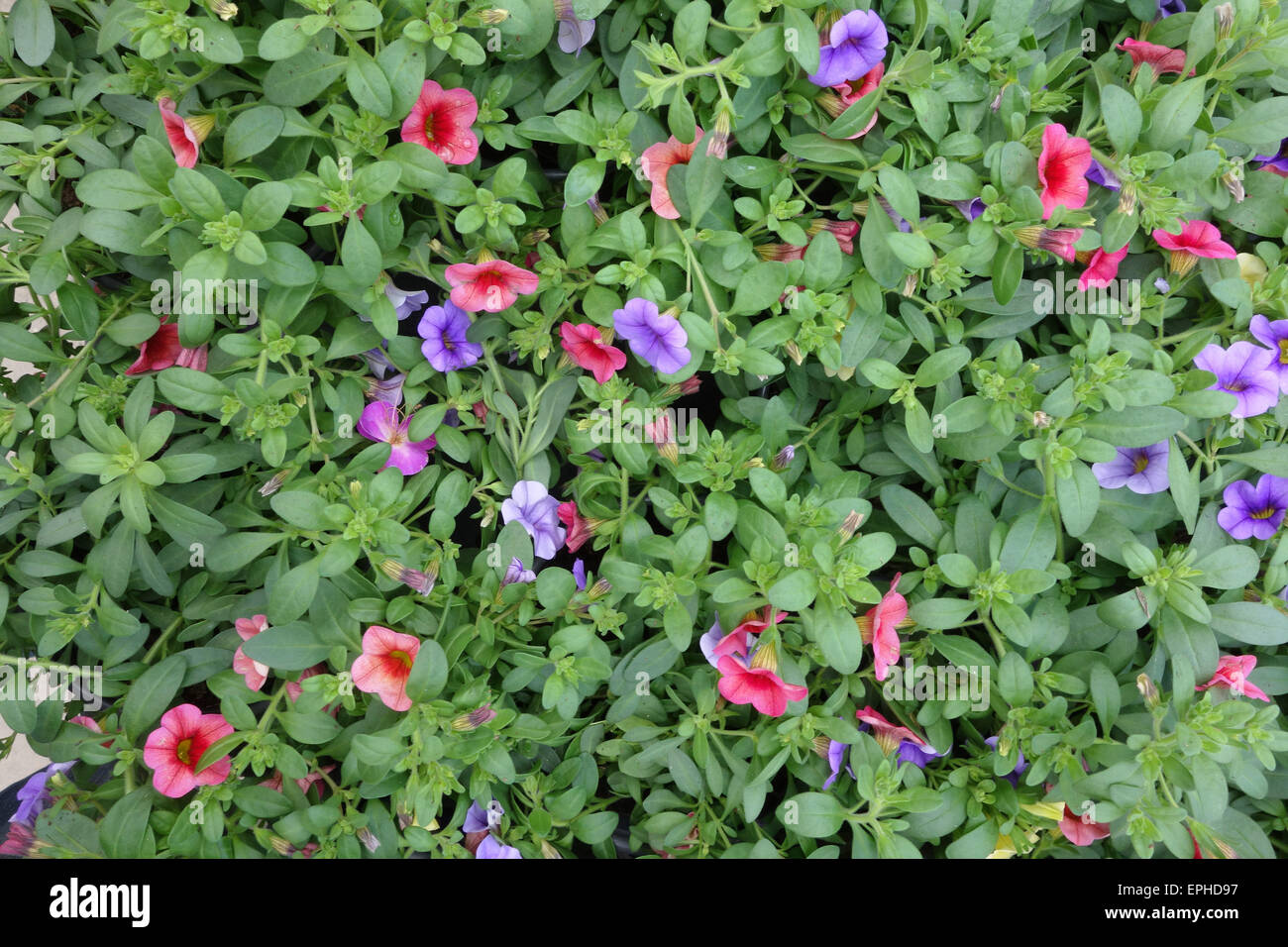 usine feuillue Banque D'Images