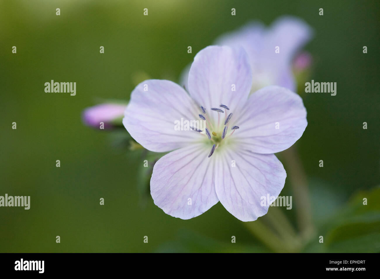 Fleur de géranium bleu pâle. Banque D'Images
