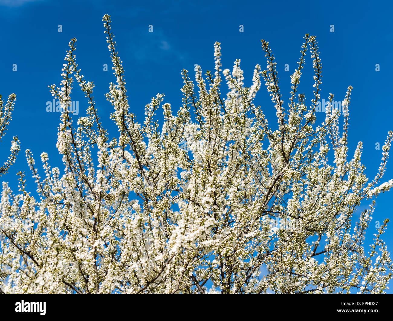 Les branches d'arbres en fleurs au printemps avec des fleurs blanches Banque D'Images
