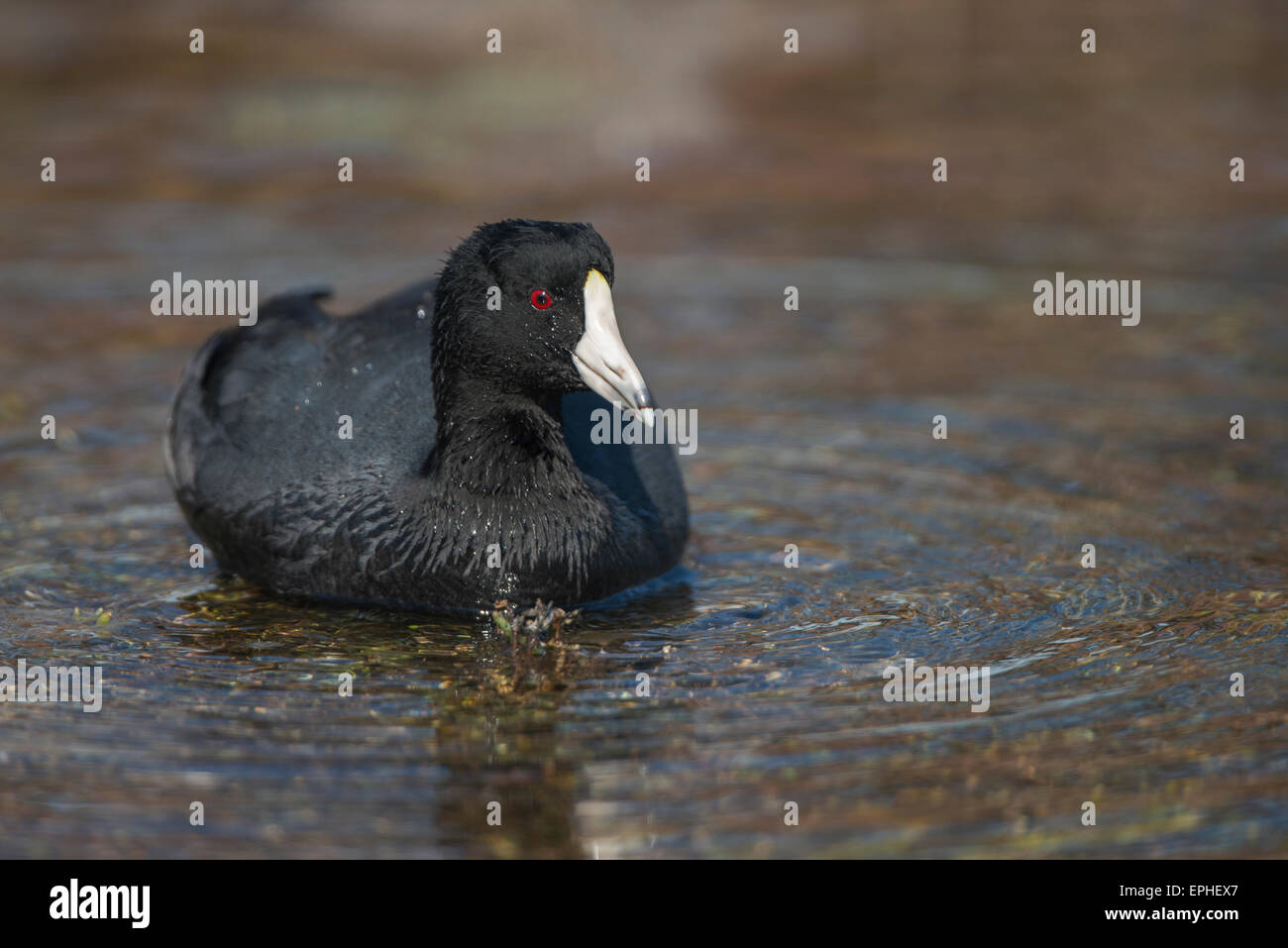 Foulque d'Amérique (Fulica americana) Banque D'Images