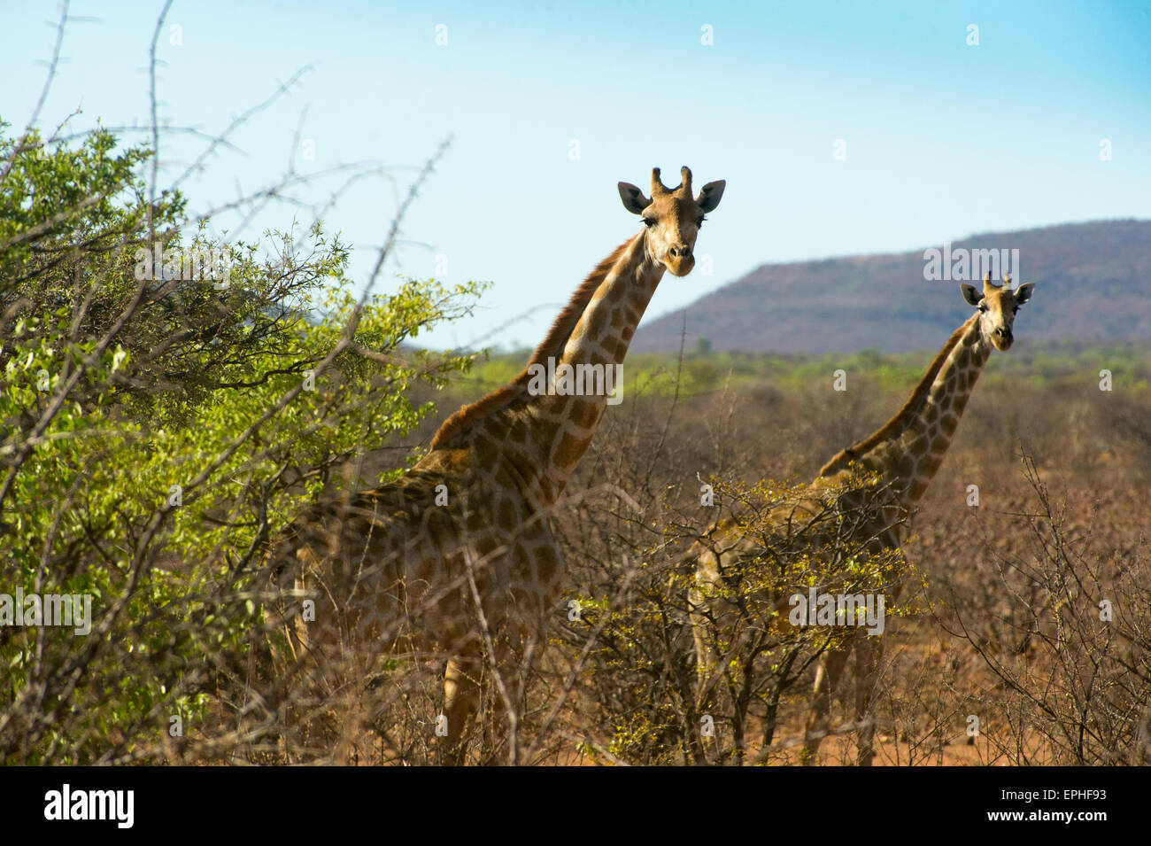 L'Afrique, la Namibie. Deux girafe de la regarder la caméra. Banque D'Images