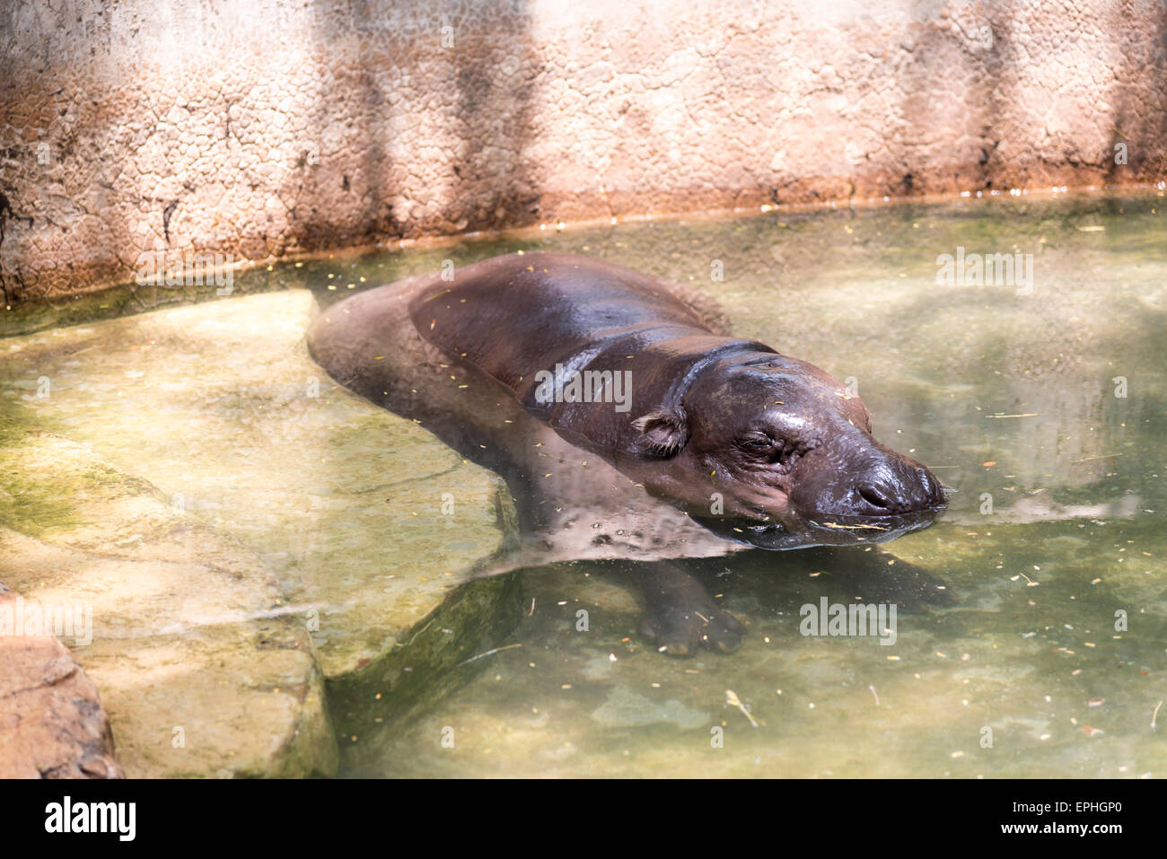 L'hippopotame pygmée Banque D'Images