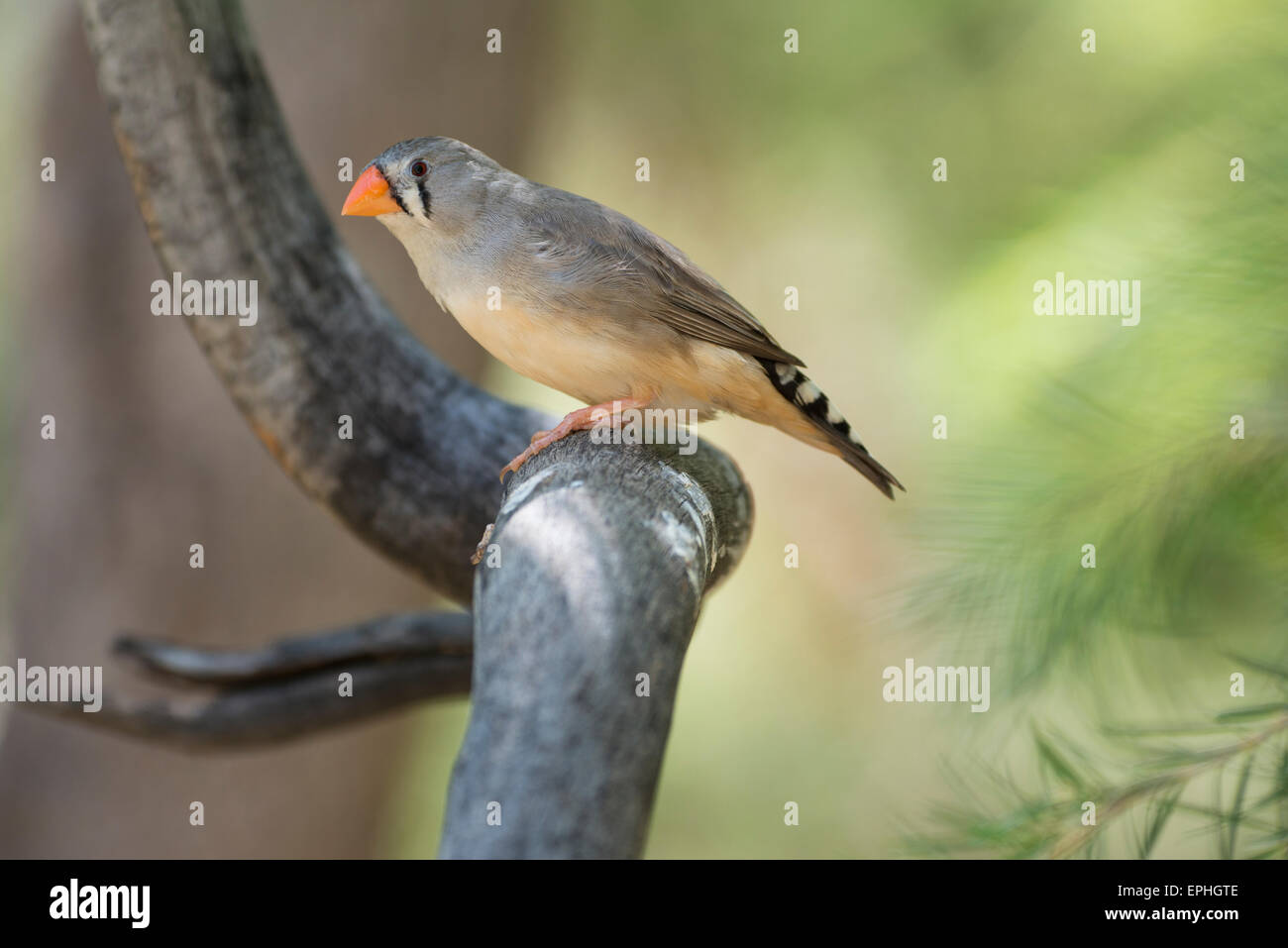 L'Australie, Alice Springs, NT. Alice Springs Desert Park. Double-prescription finch (Taeniopygia bichenovii) en captivité : Banque D'Images