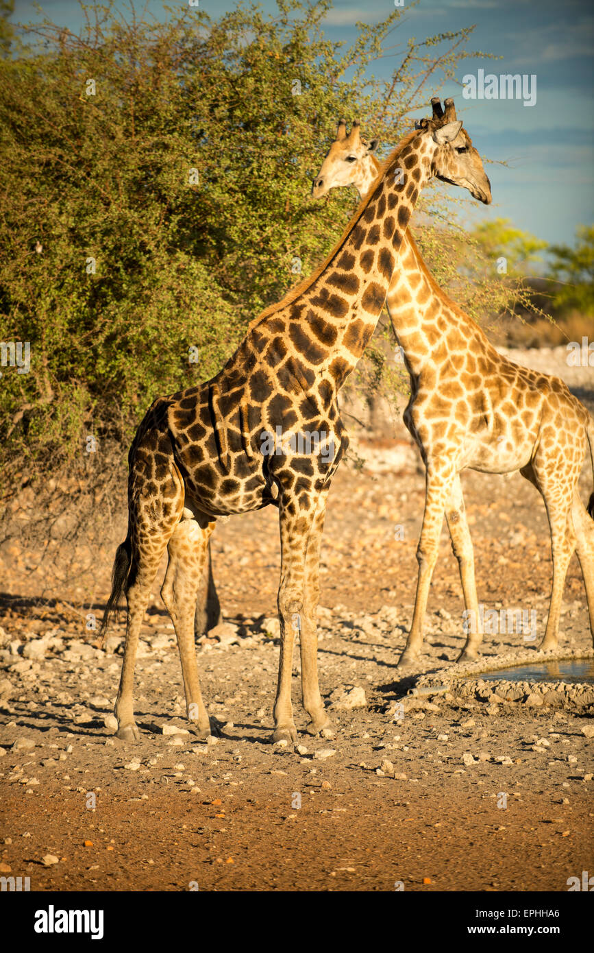 L'Afrique, la Namibie. Anderson Camp près de Parc National d'Etosha. Deux girafes. Banque D'Images