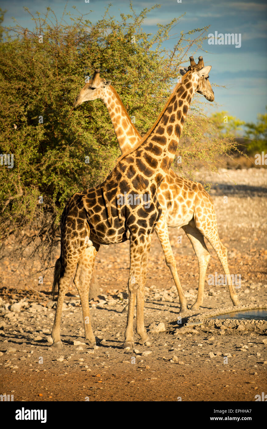 L'Afrique, la Namibie. Anderson Camp près de Parc National d'Etosha. Deux girafes. Banque D'Images