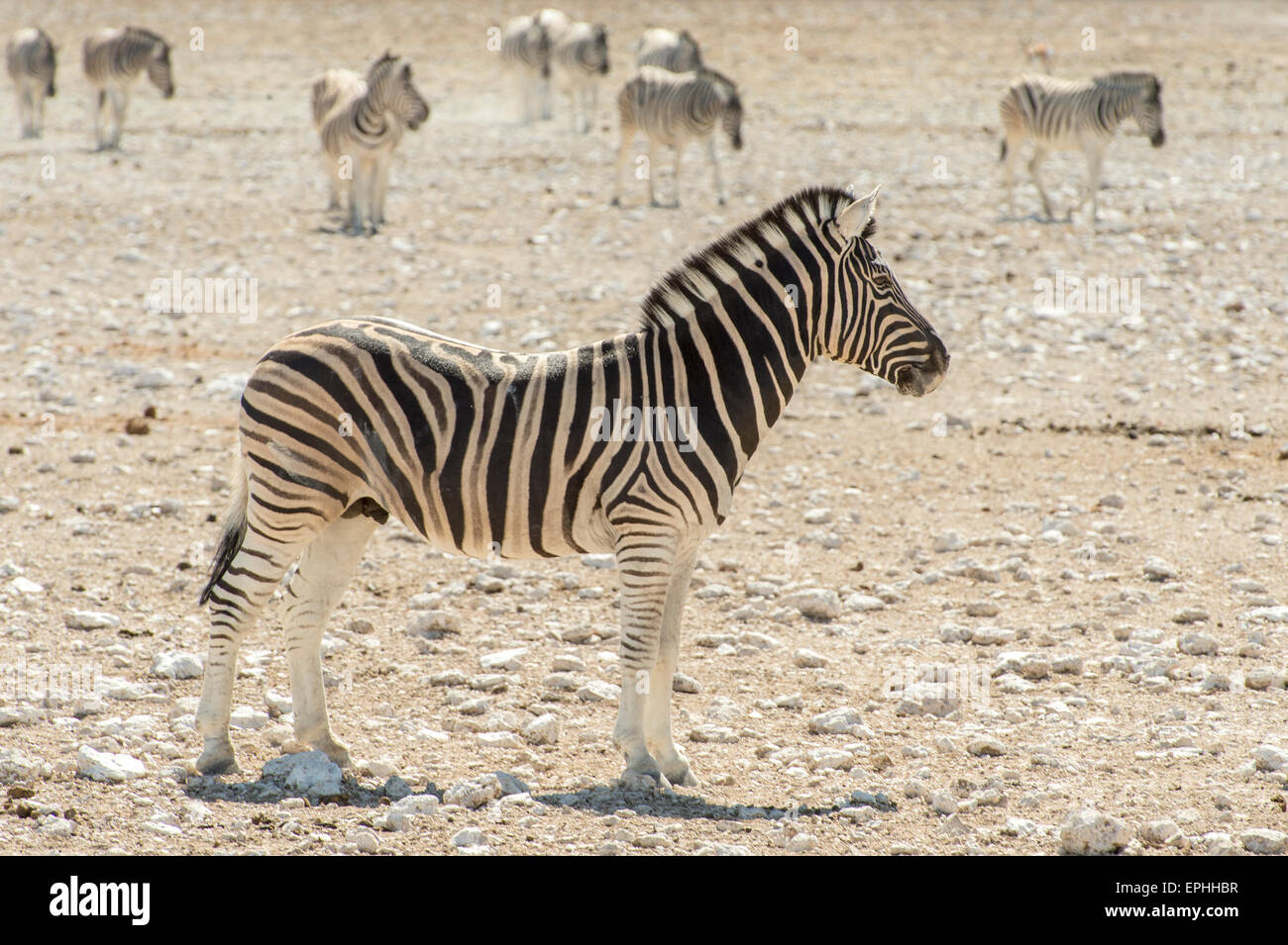 L'Afrique, la Namibie. Etosha National Park. L'image du corps complet de la moule. Banque D'Images