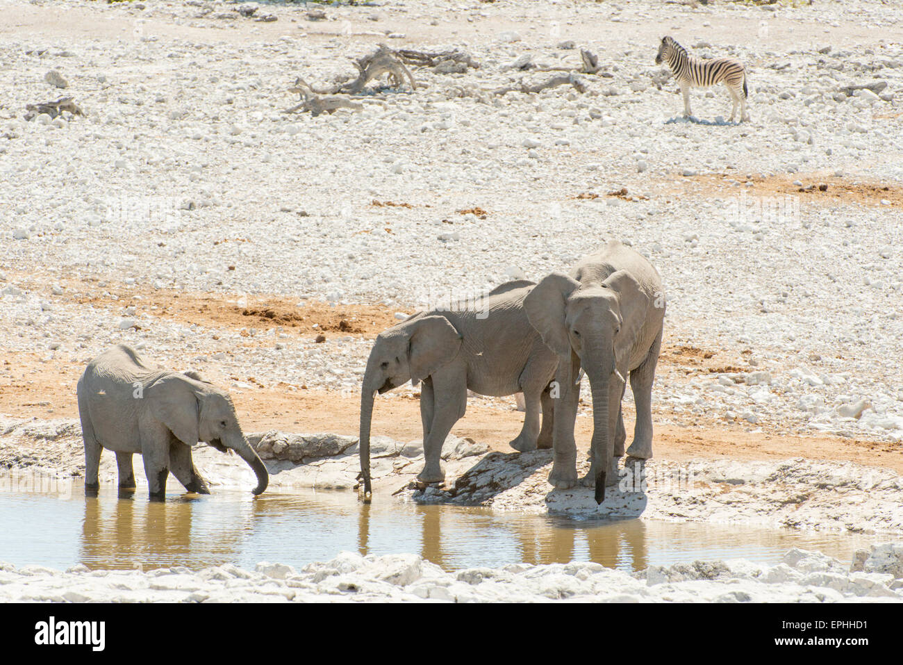 L'Afrique, la Namibie. Etosha National Park. Trois éléphants boire d'eau. Banque D'Images