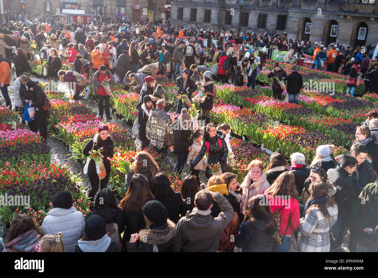 Journée nationale d'Amsterdam Tulip 10,000 200,000 visiteurs choisir tulipes pour célébrer le début de la saison officielle de tulipe Banque D'Images