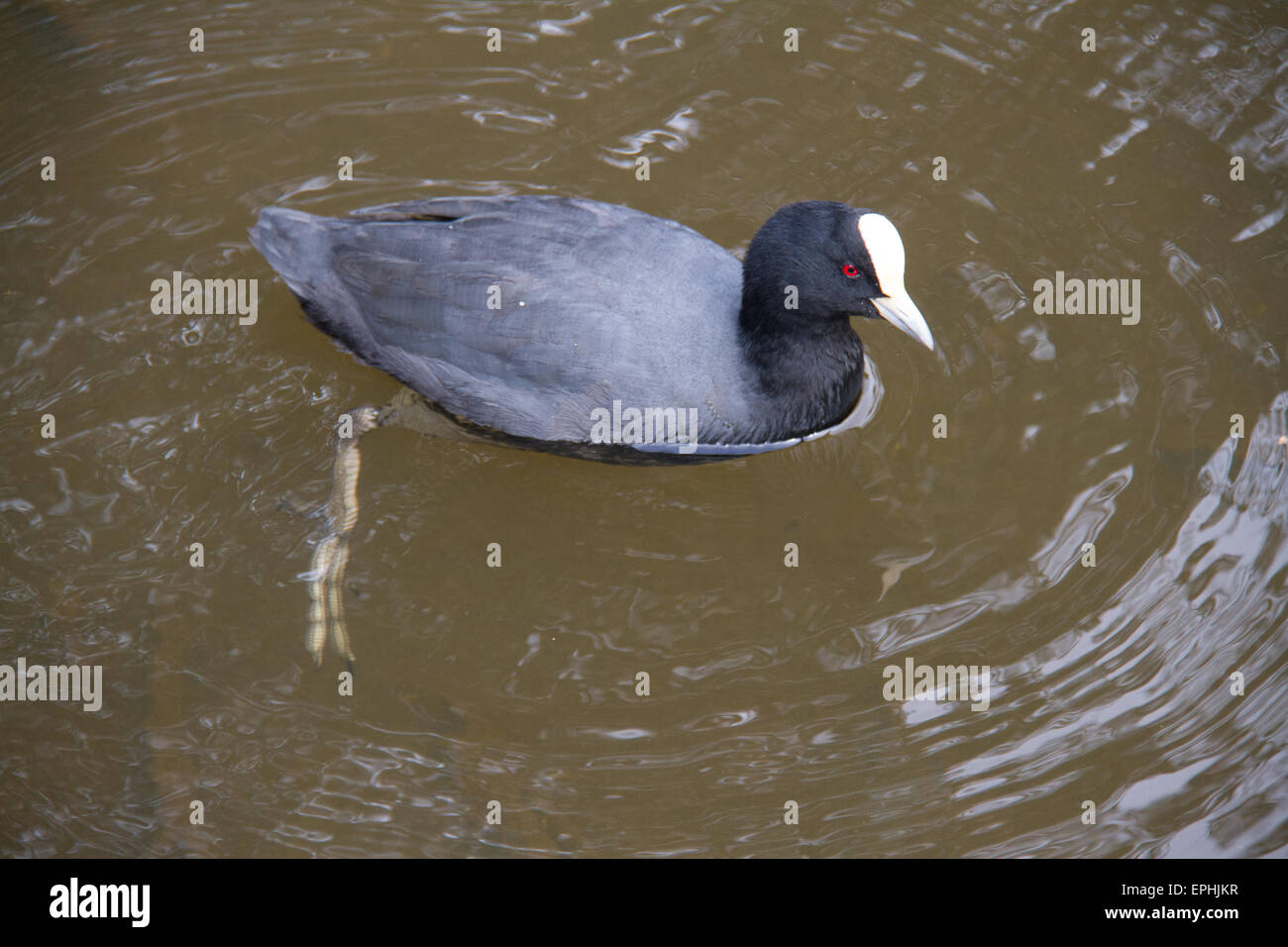 La vie des oiseaux en étang dans le parc du Centenaire à Sydney, Australie. Banque D'Images