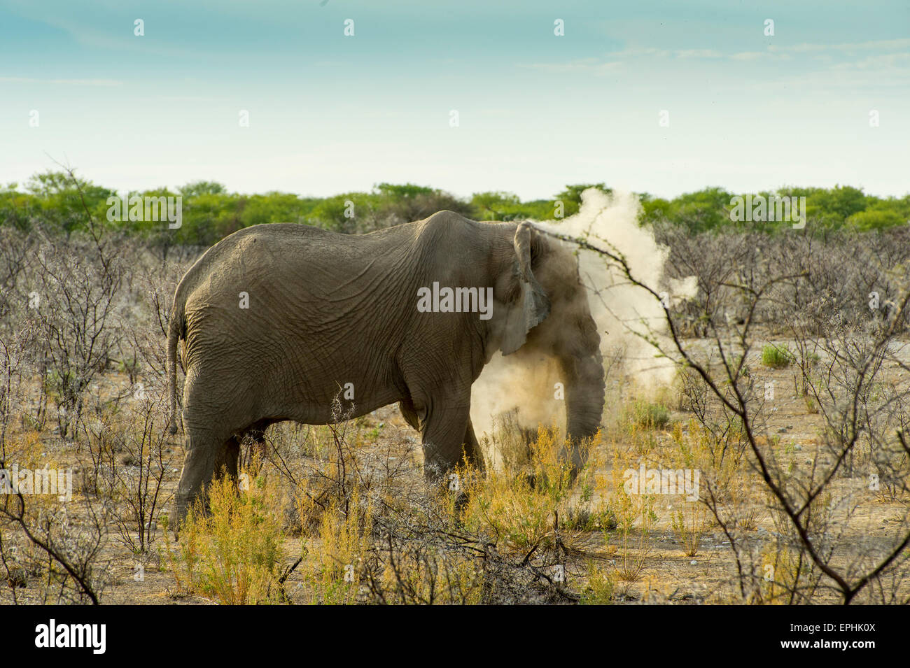 L'Afrique, la Namibie. Etosha National Park. La marche des éléphants à travers les arbustes, les coups de la poussière. Banque D'Images