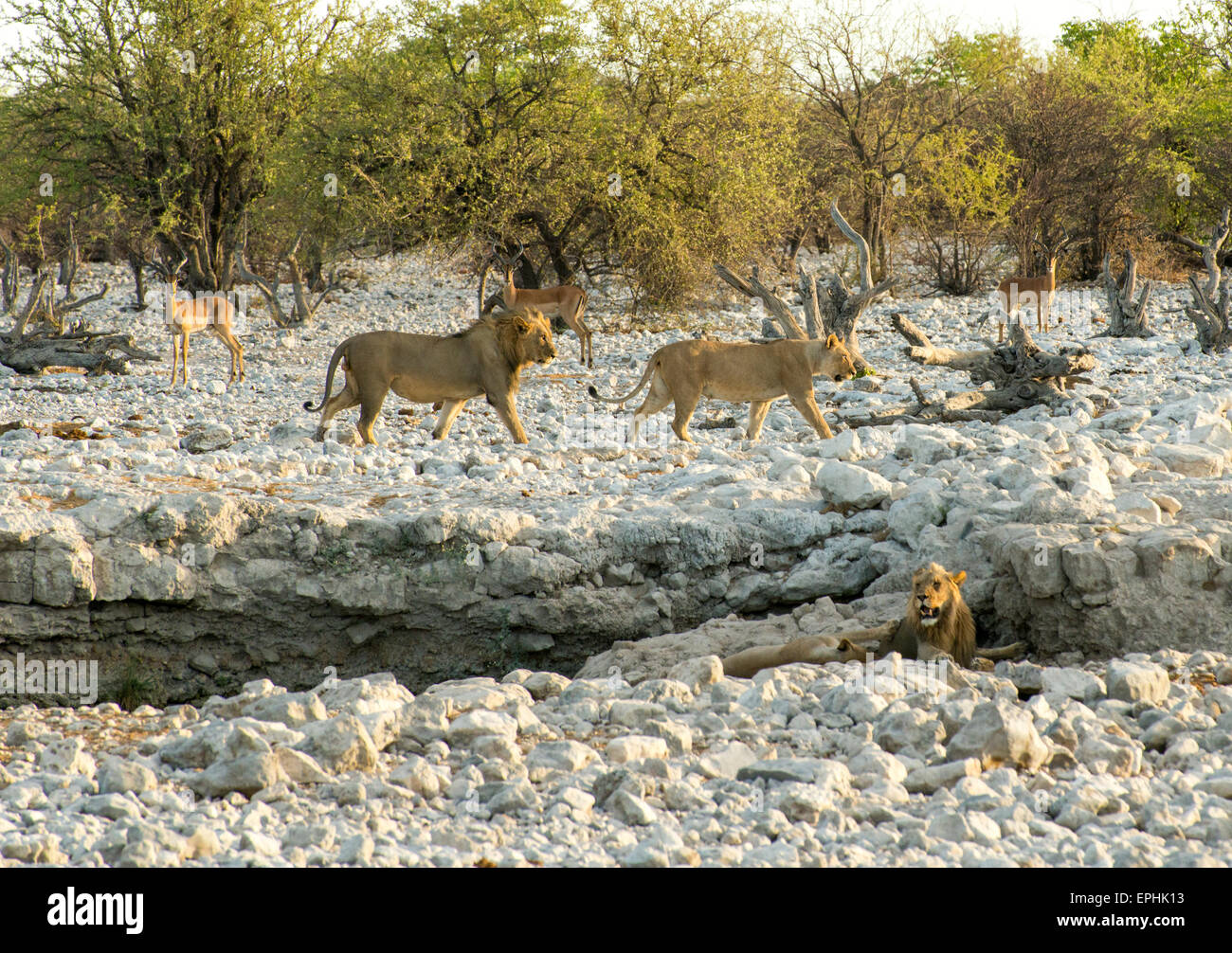 Meute De Chats Banque D Image Et Photos Alamy Meute De Chats Banque D Image Et Photos Alamy
