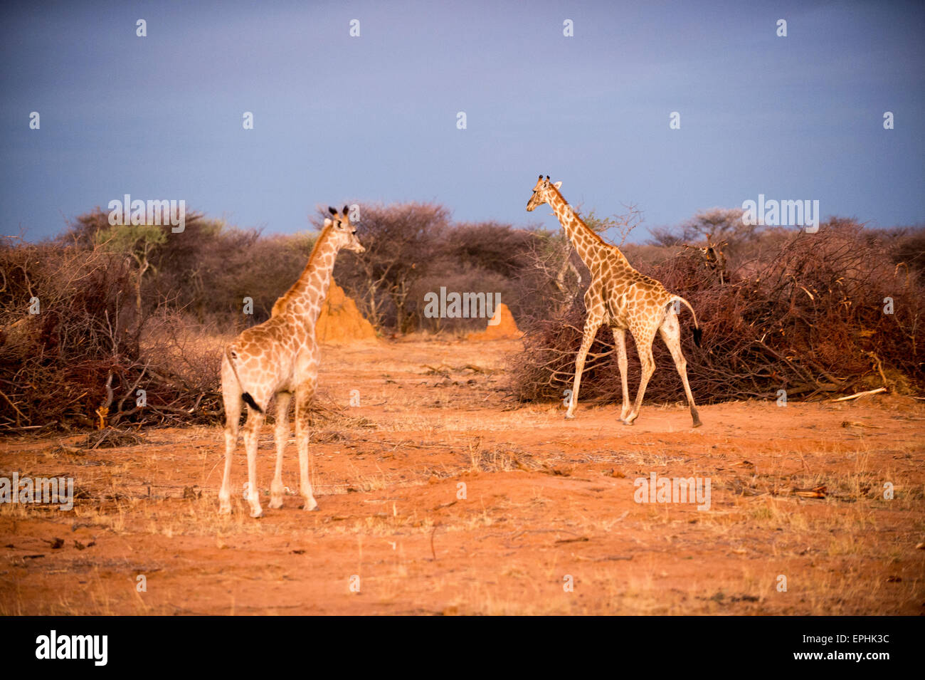 L'Afrique, la Namibie. Fondation AfriCat. Deux girafe de la marche à pied. Banque D'Images