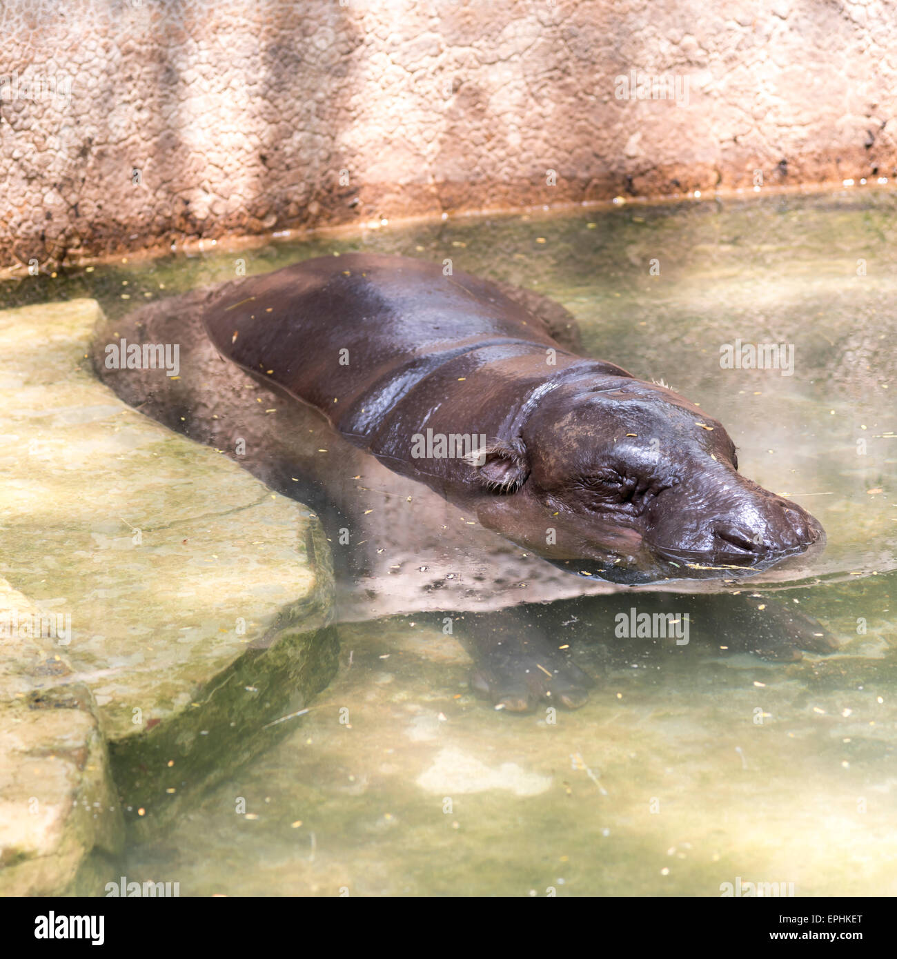 L'hippopotame pygmée Banque D'Images