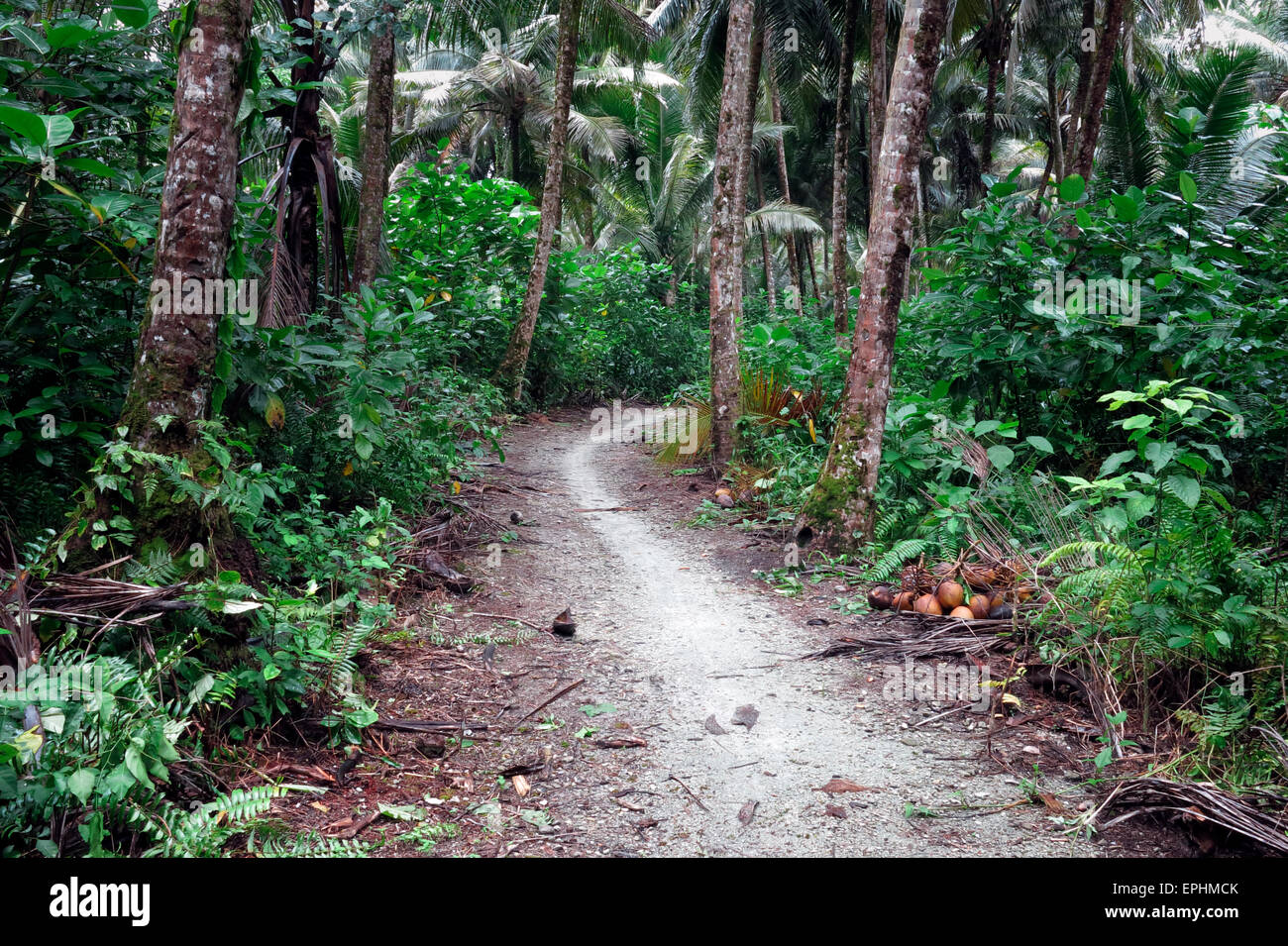 Chemin à travers la jungle tropicale sur l'île de Asu à distance à Sumatra, Indonésie Banque D'Images
