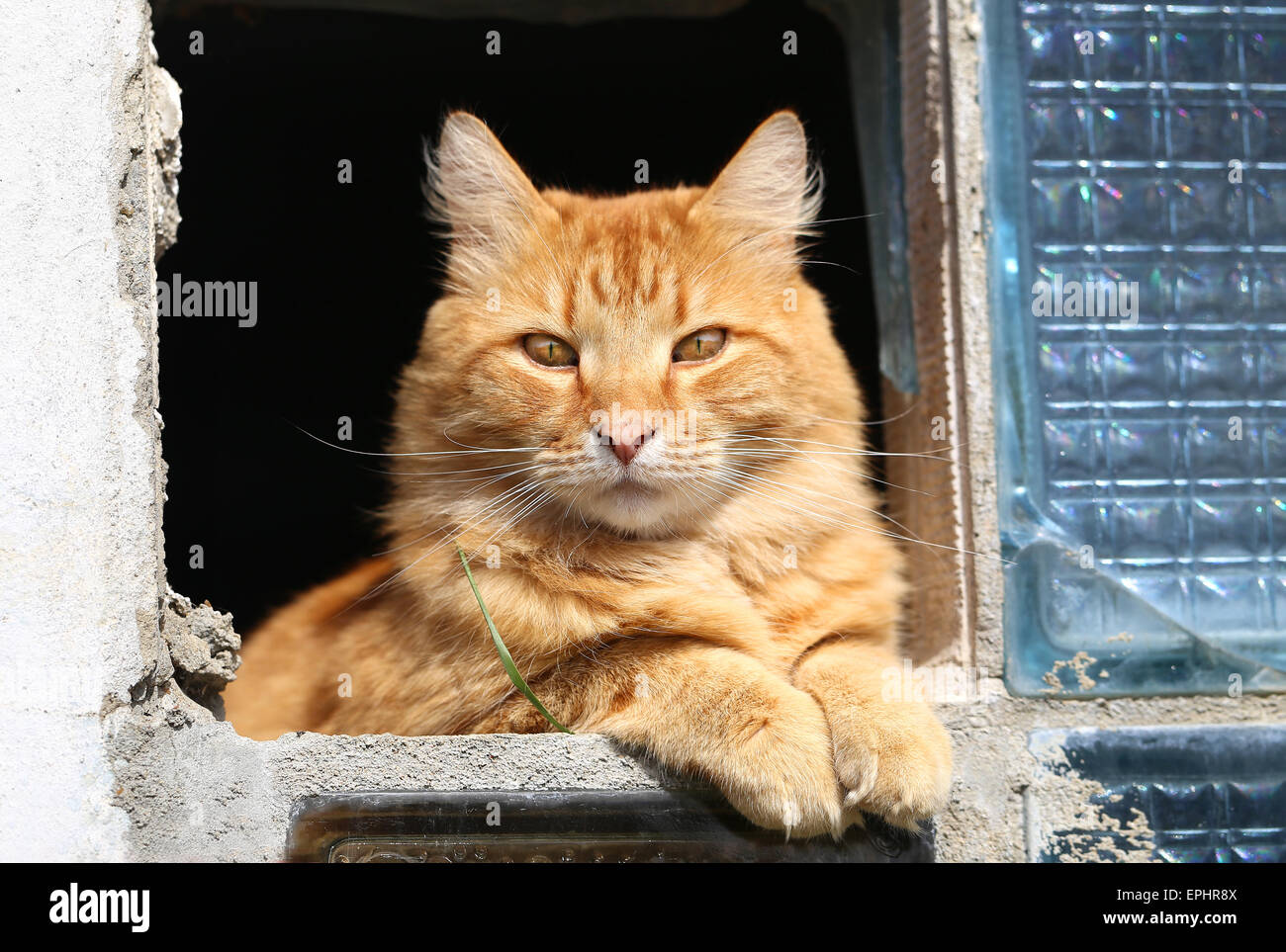 Belle photo de chat orange assis sur la fenêtre Banque D'Images