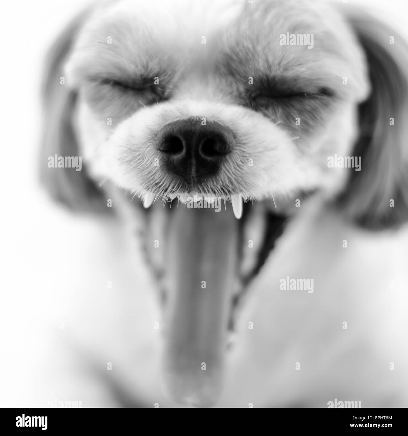 Bâillement de chien noir et blanc couleur de tonalité Banque D'Images