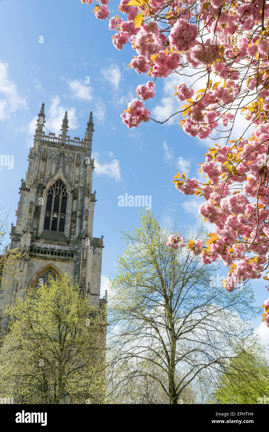 Fleur Rose et les clochers de la cathédrale de York, York, North Yorkshire, Angleterre. Banque D'Images
