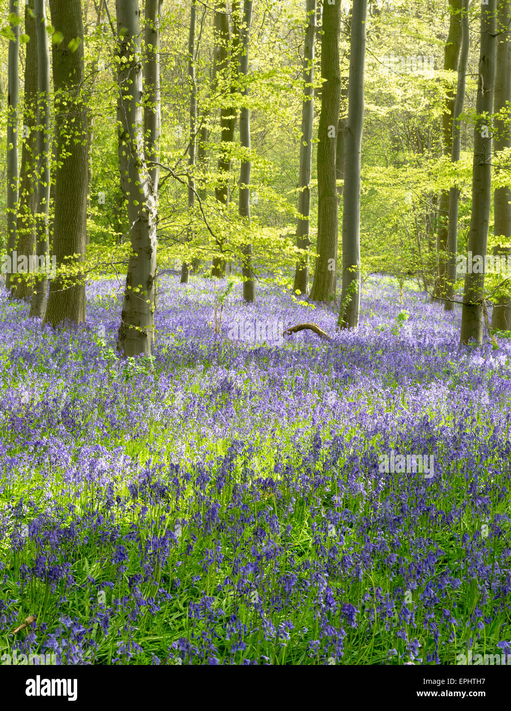 Bluebell wood près de Otley dans Yorkshire du Nord, mai 2015 Banque D'Images