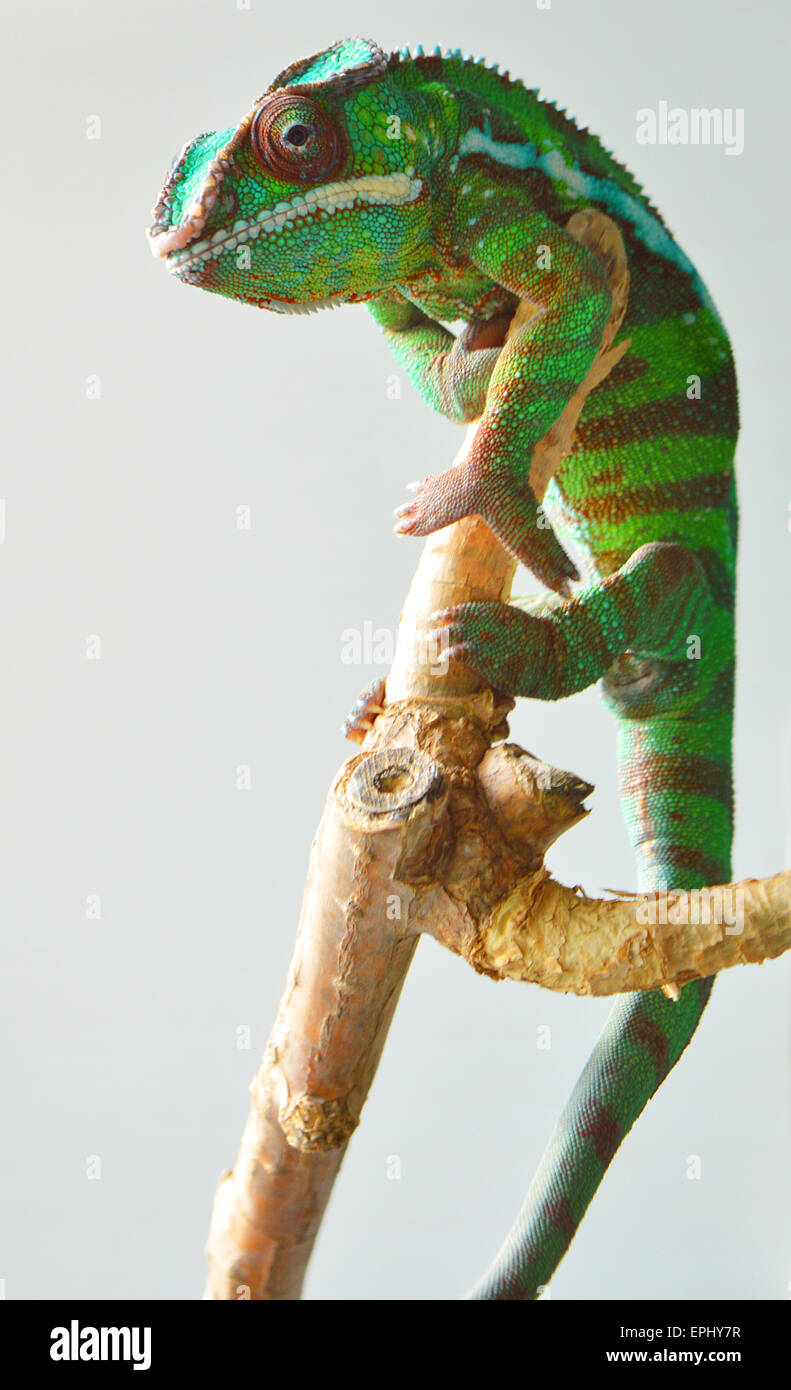 Caméléon panthère (furcifer pardalis) Banque D'Images