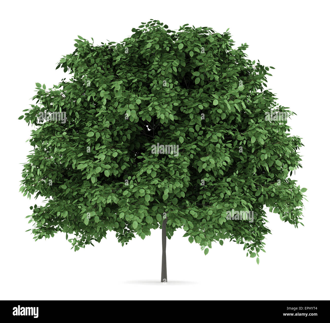 Charme commun arbre isolé sur fond blanc Photo Stock Alamy — free download