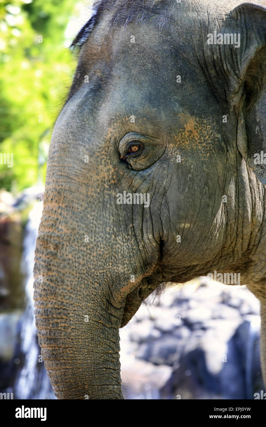 L'œil de l'éléphant close-up Banque D'Images
