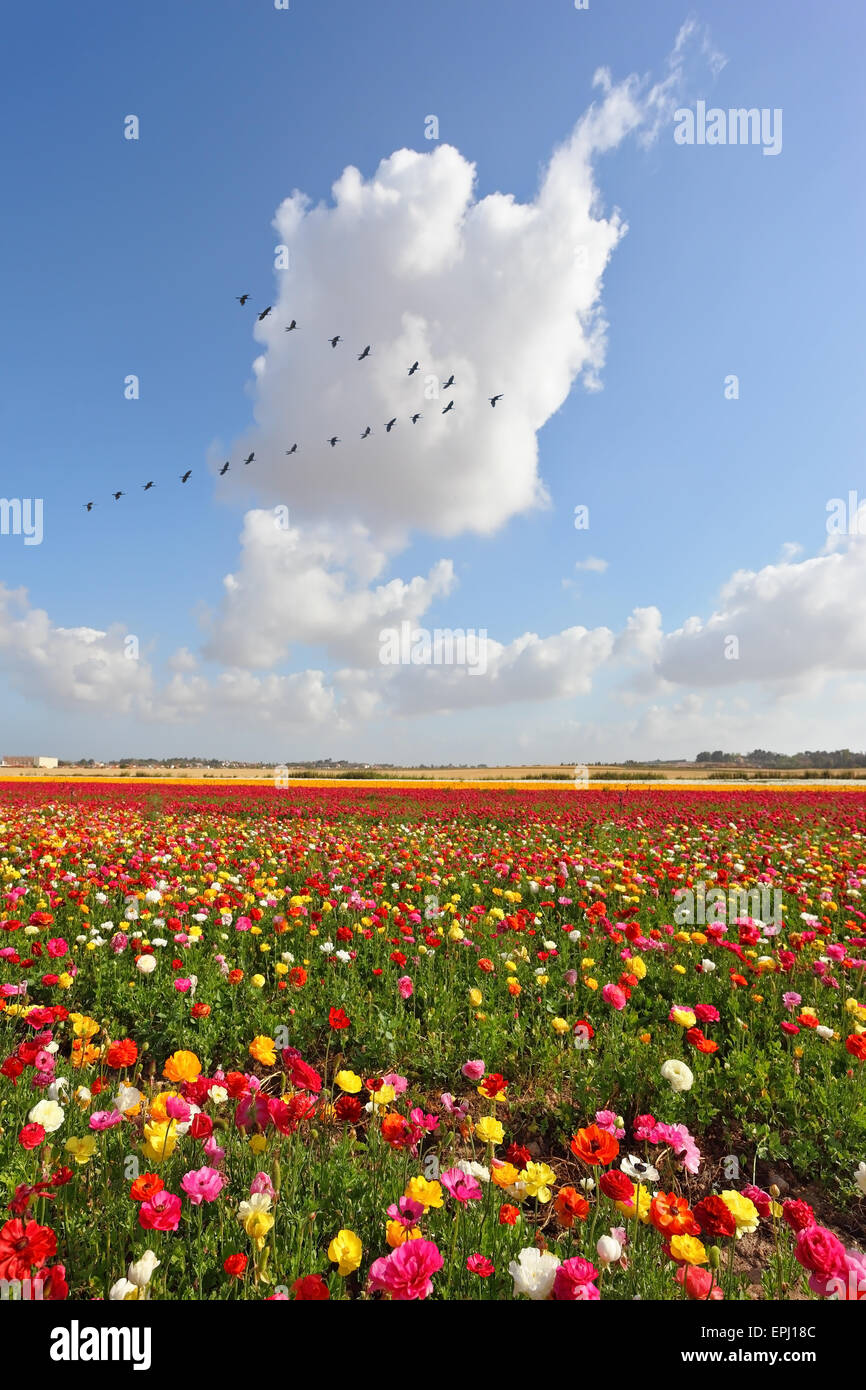 D'énormes champs de renoncules jardin Banque D'Images