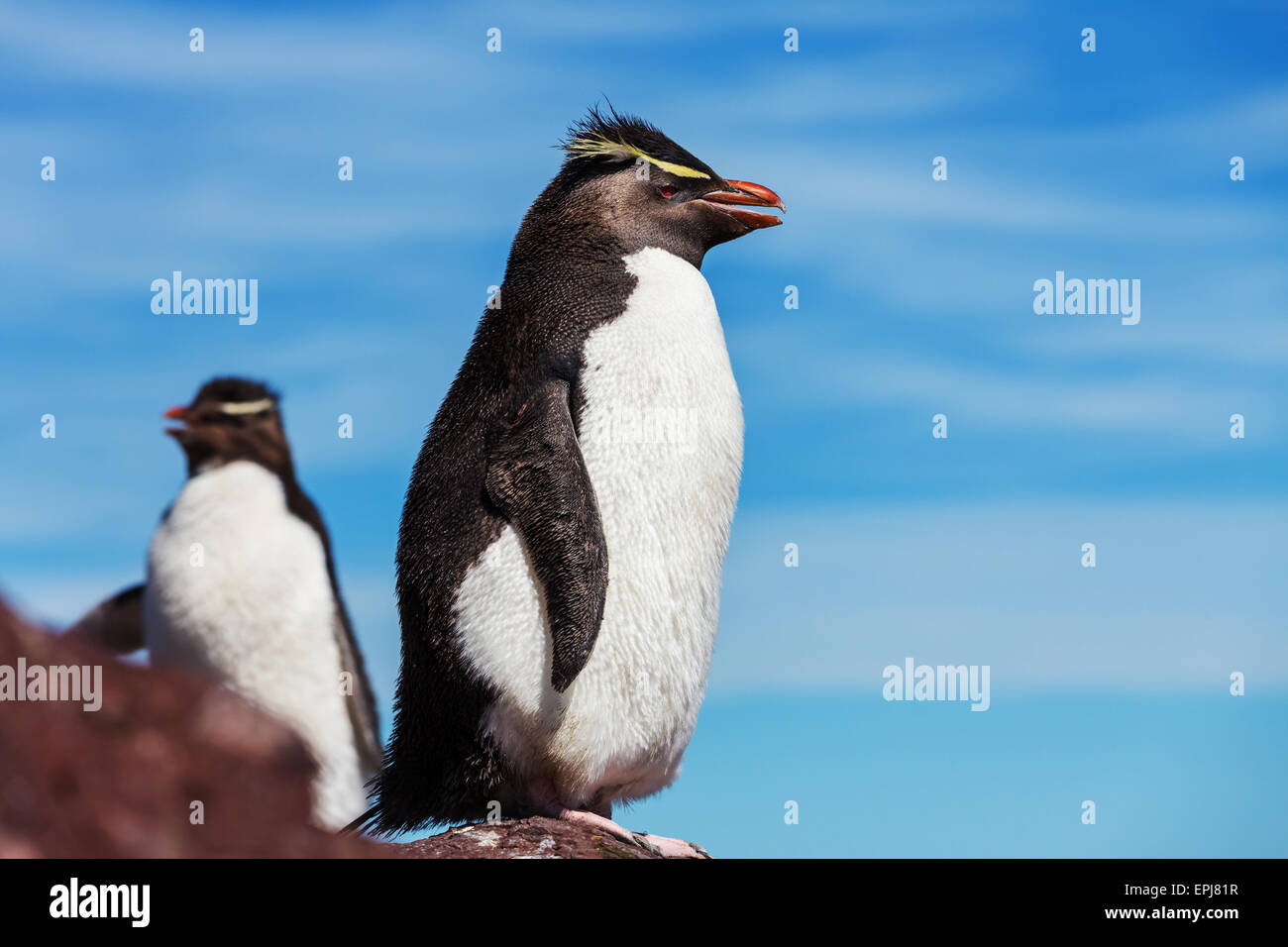 Gorfou sauteur Banque D'Images