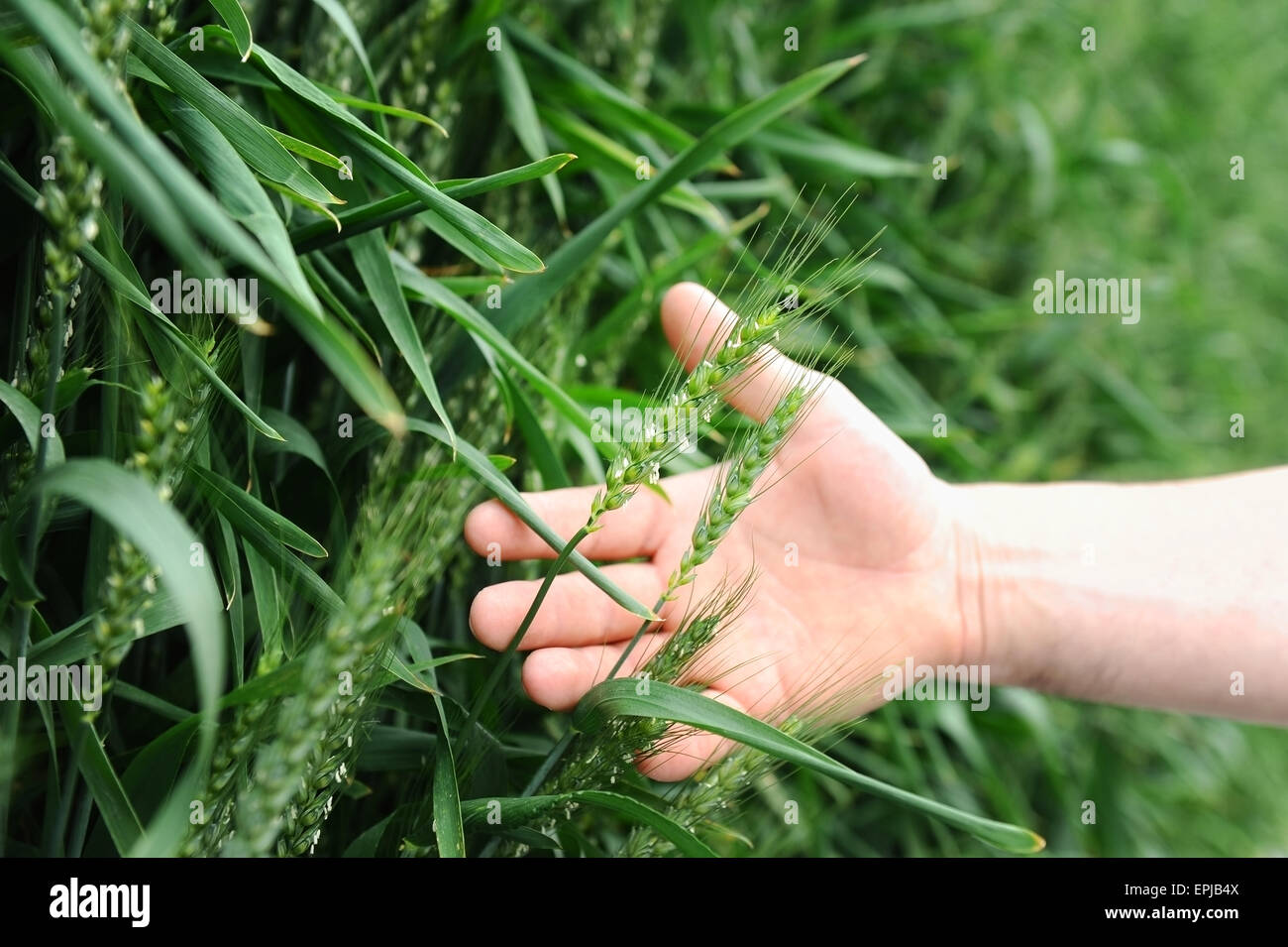 Détail tourné avec la main d'un homme tenant un épi de blé dans un champ vert Banque D'Images