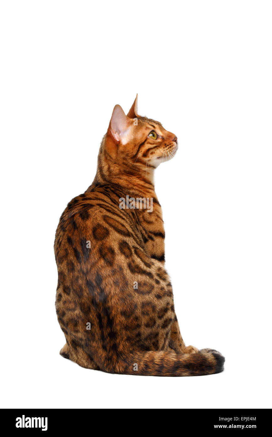 Bengal Cat sitting on white Banque D'Images