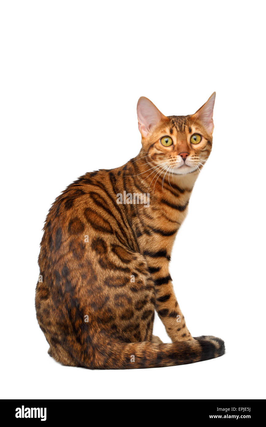 Bengal chat assis en arrière et se tourna sur blanc Banque D'Images