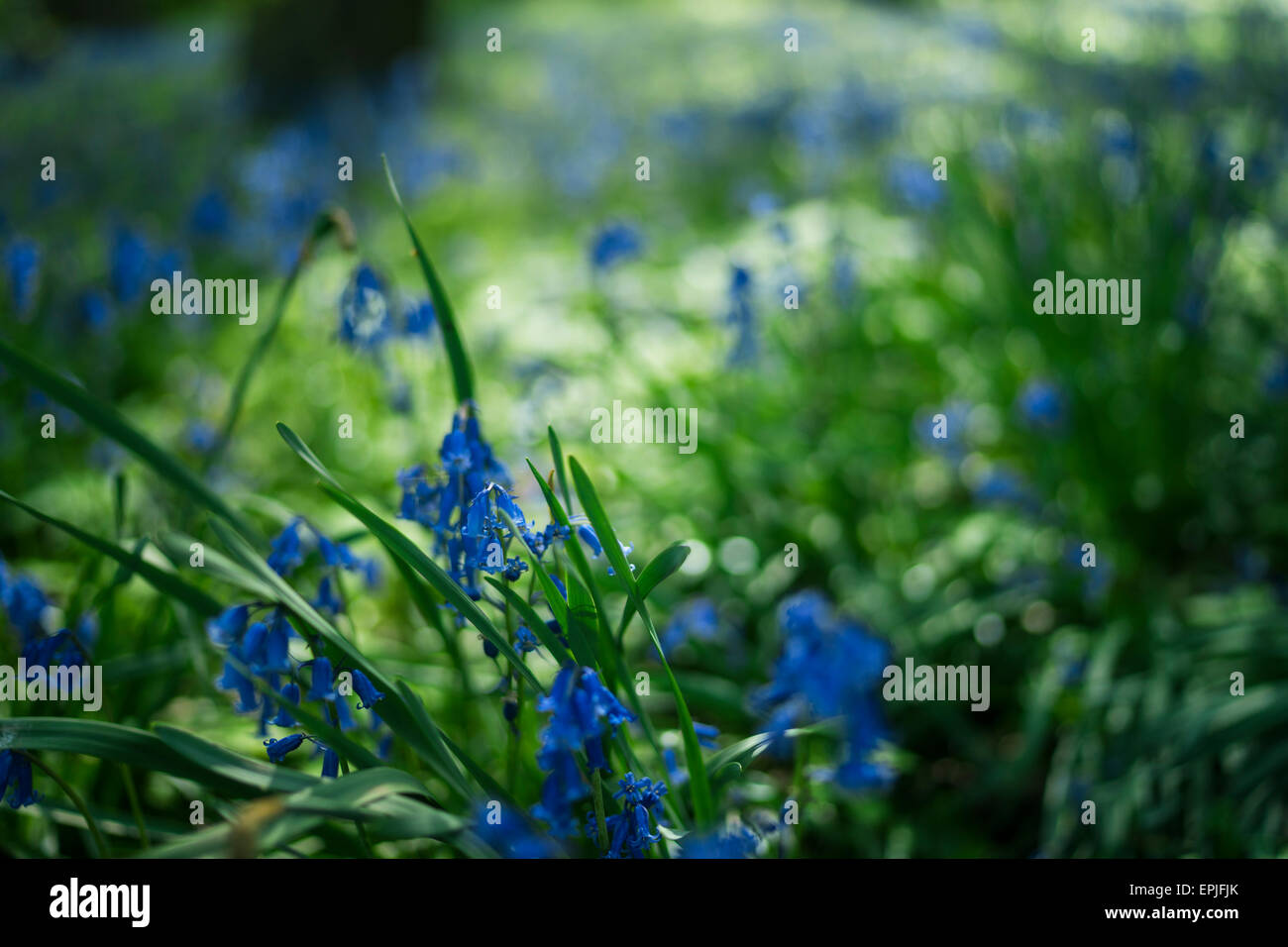 Jacinthes dans un parc Surrey prises au printemps Banque D'Images