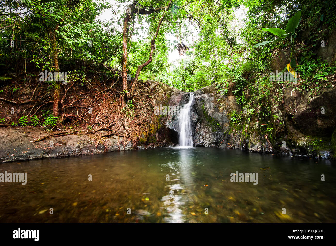 Paysage de forêt tropicale avec des plantes et l'eau qui coule dans la jungle de la petite cascade. Vang Vieng, Laos Banque D'Images Paysage de forêt tropicale avec des plantes et l'eau qui coule dans la jungle de la petite cascade. Vang Vieng, Laos Banque D'Images